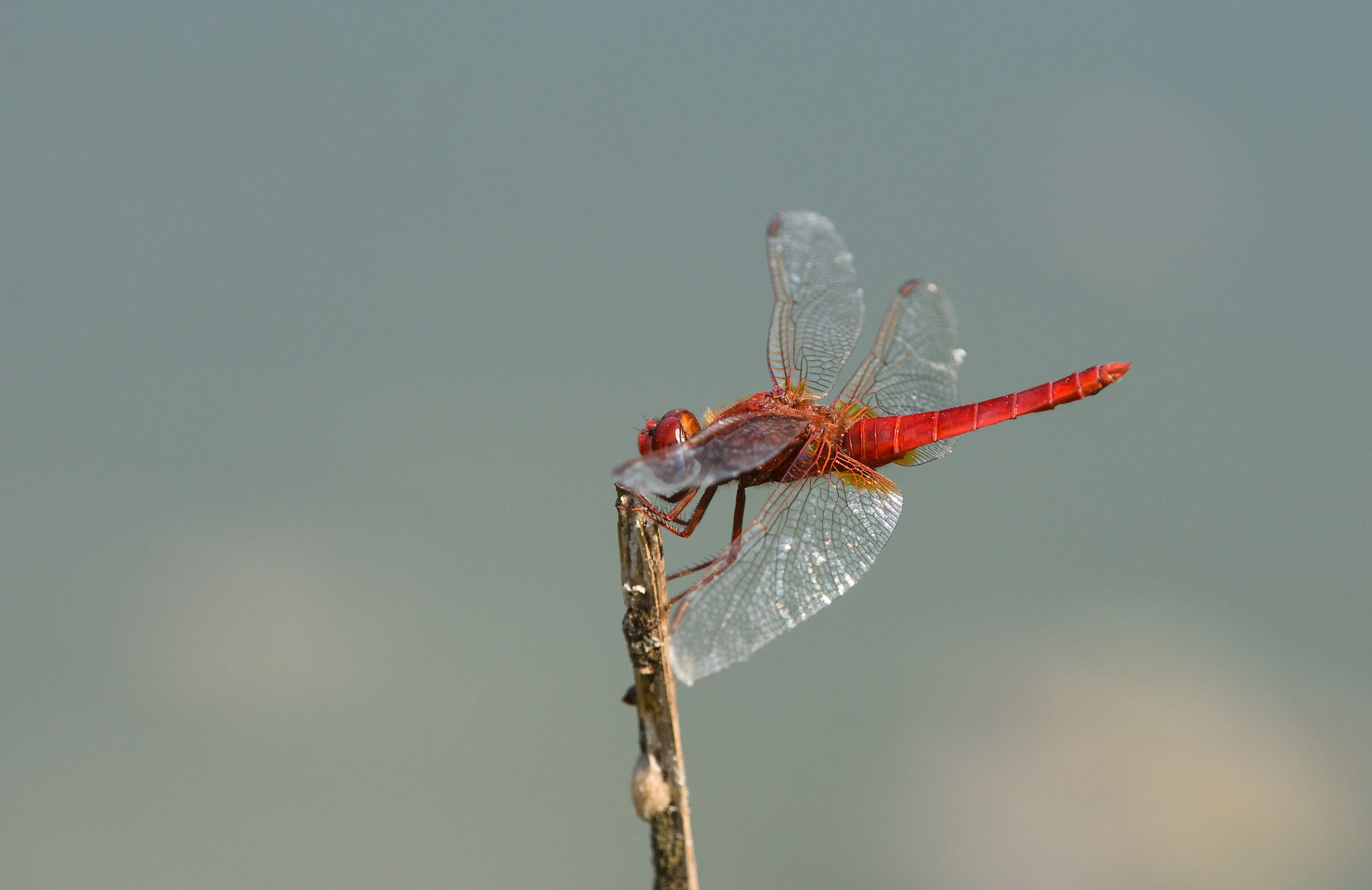 Dragonfly
