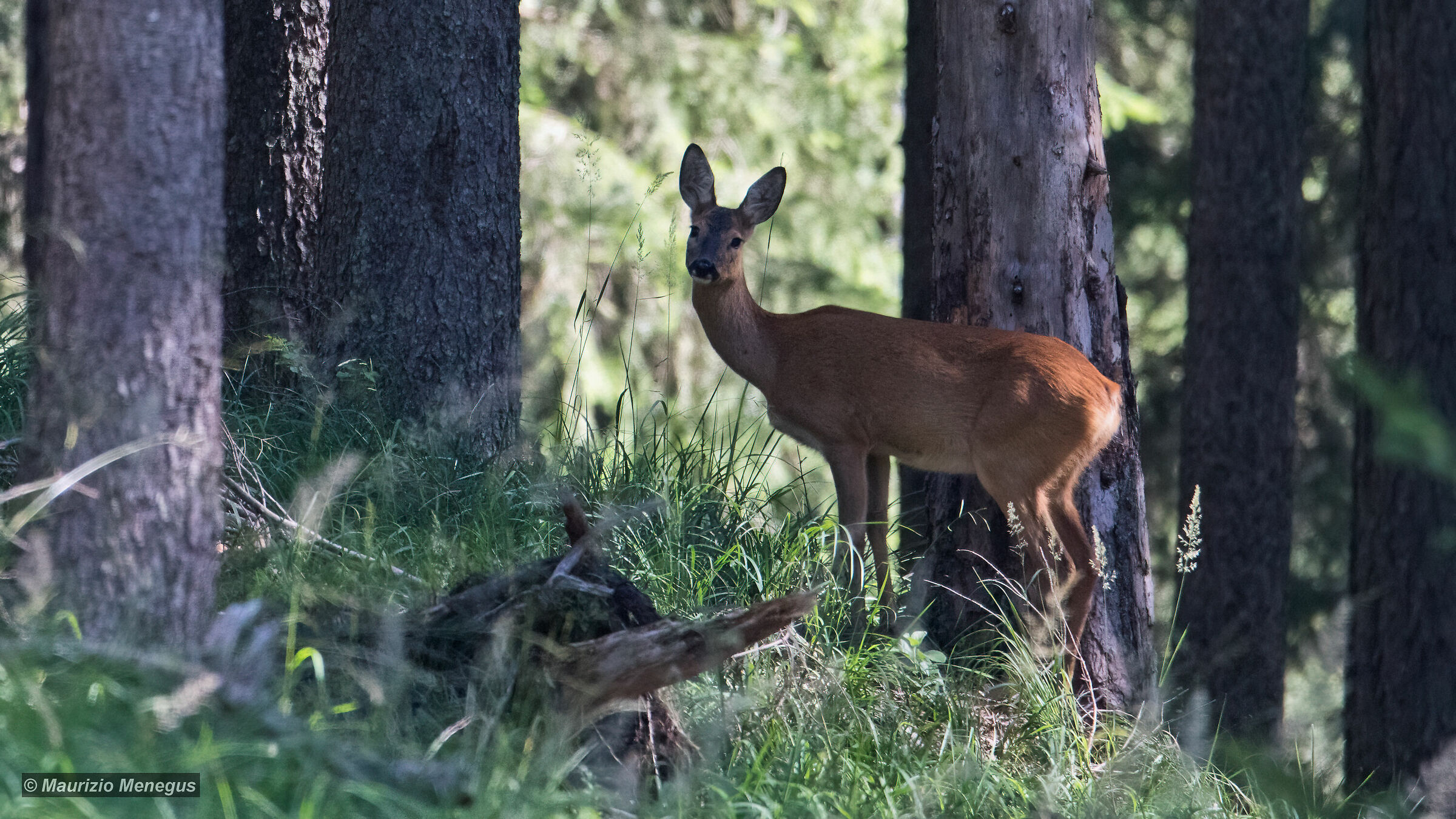 Capriolo femmina 01/08/2020