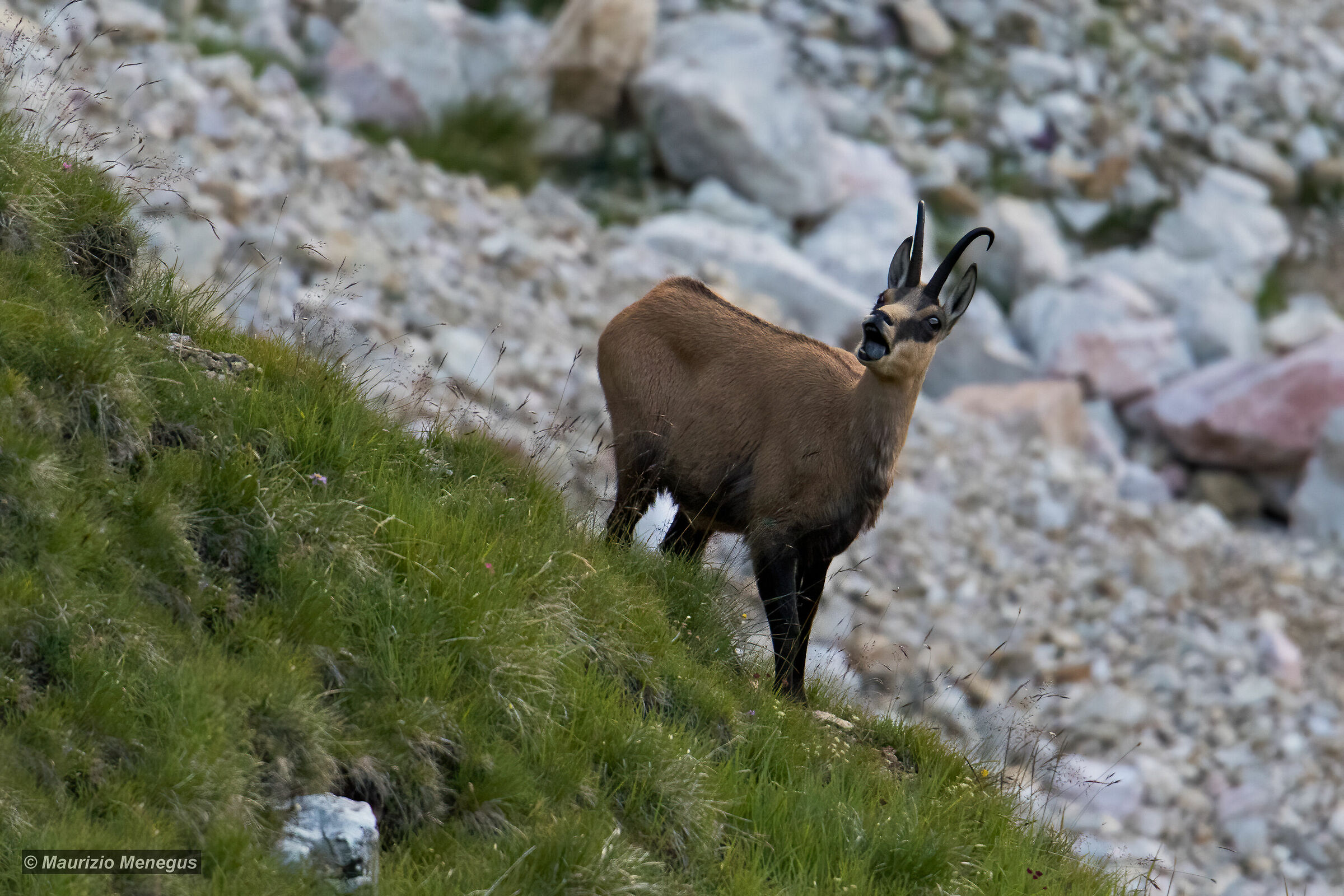 Maschio adulto di camoscio