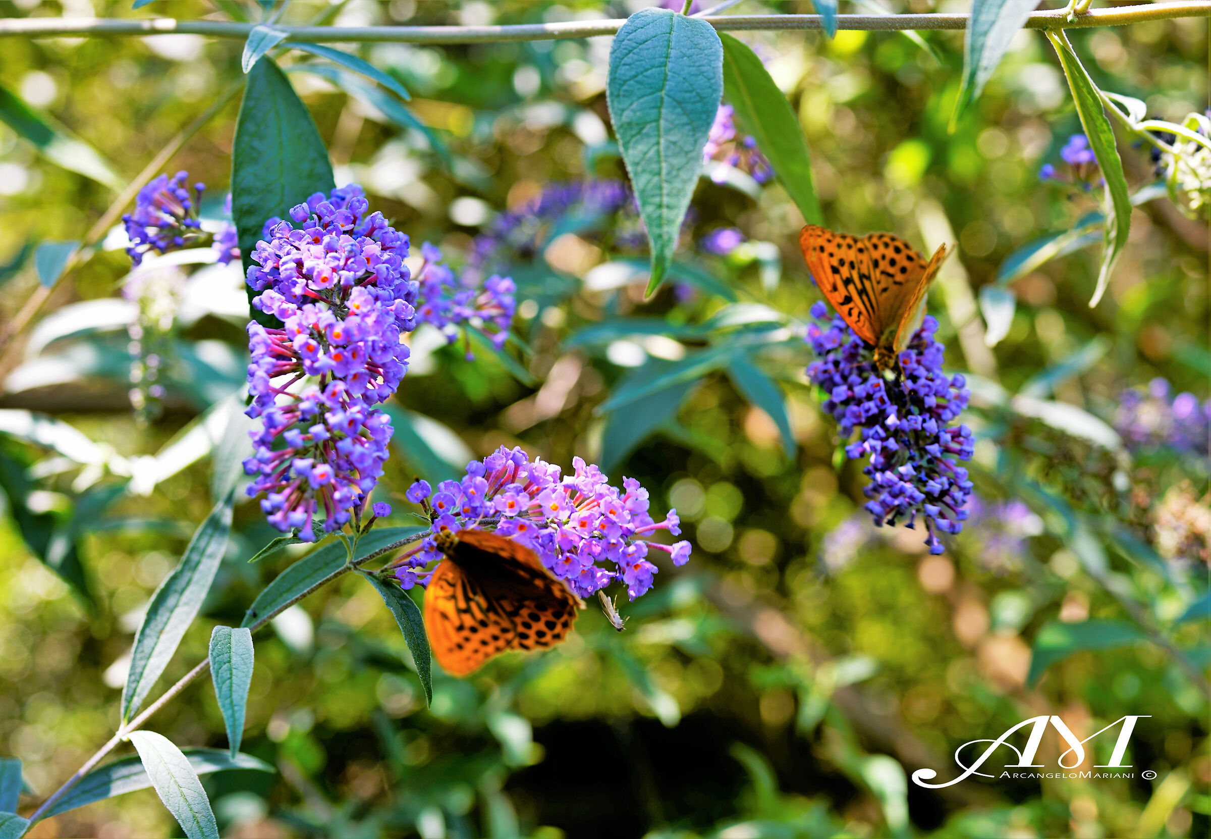 Valle del Saggittario Anversa degli Abruzzi AQ