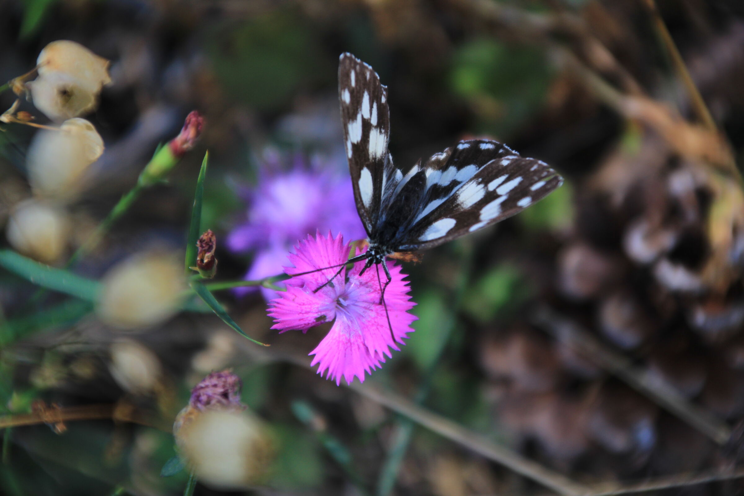Farfalla
