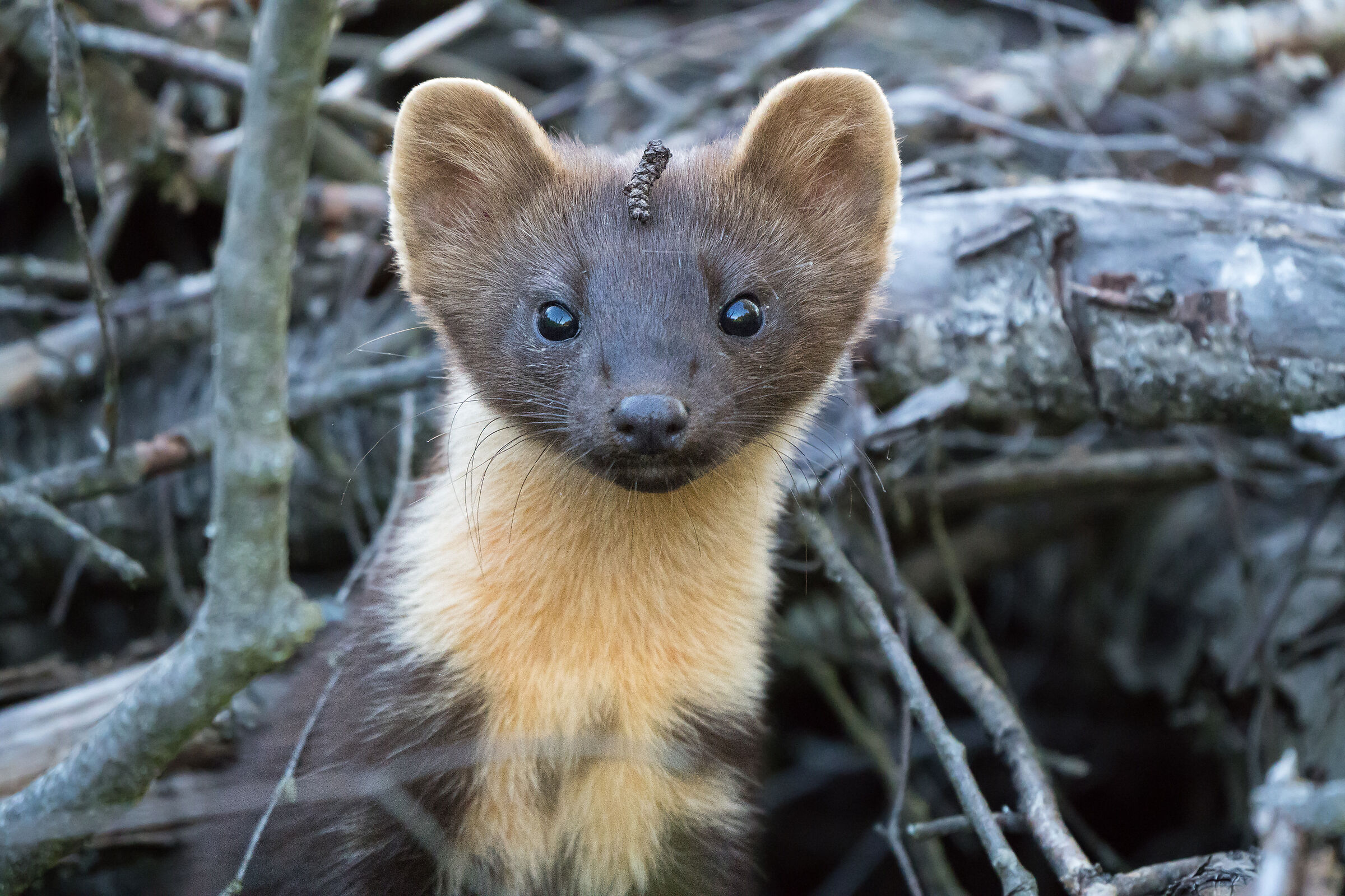 Pino martora (Martes martes)