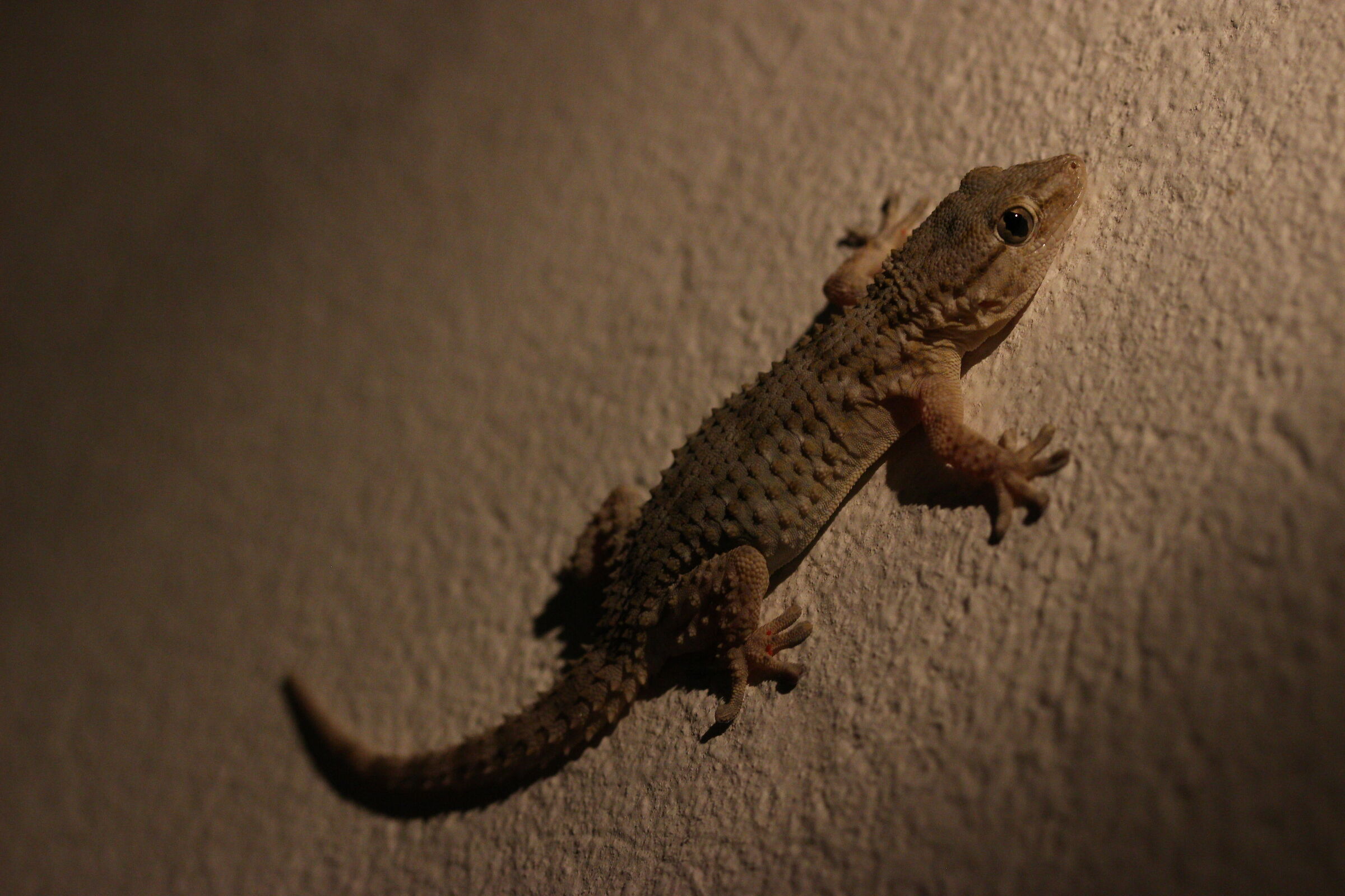 Geko 2