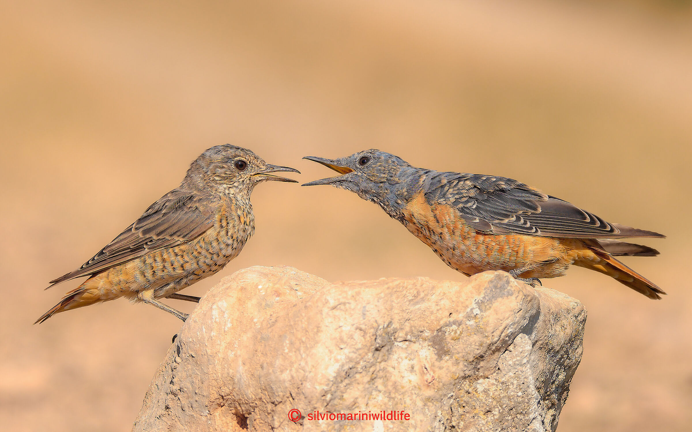 Codirossone (Monticola saxatilis)