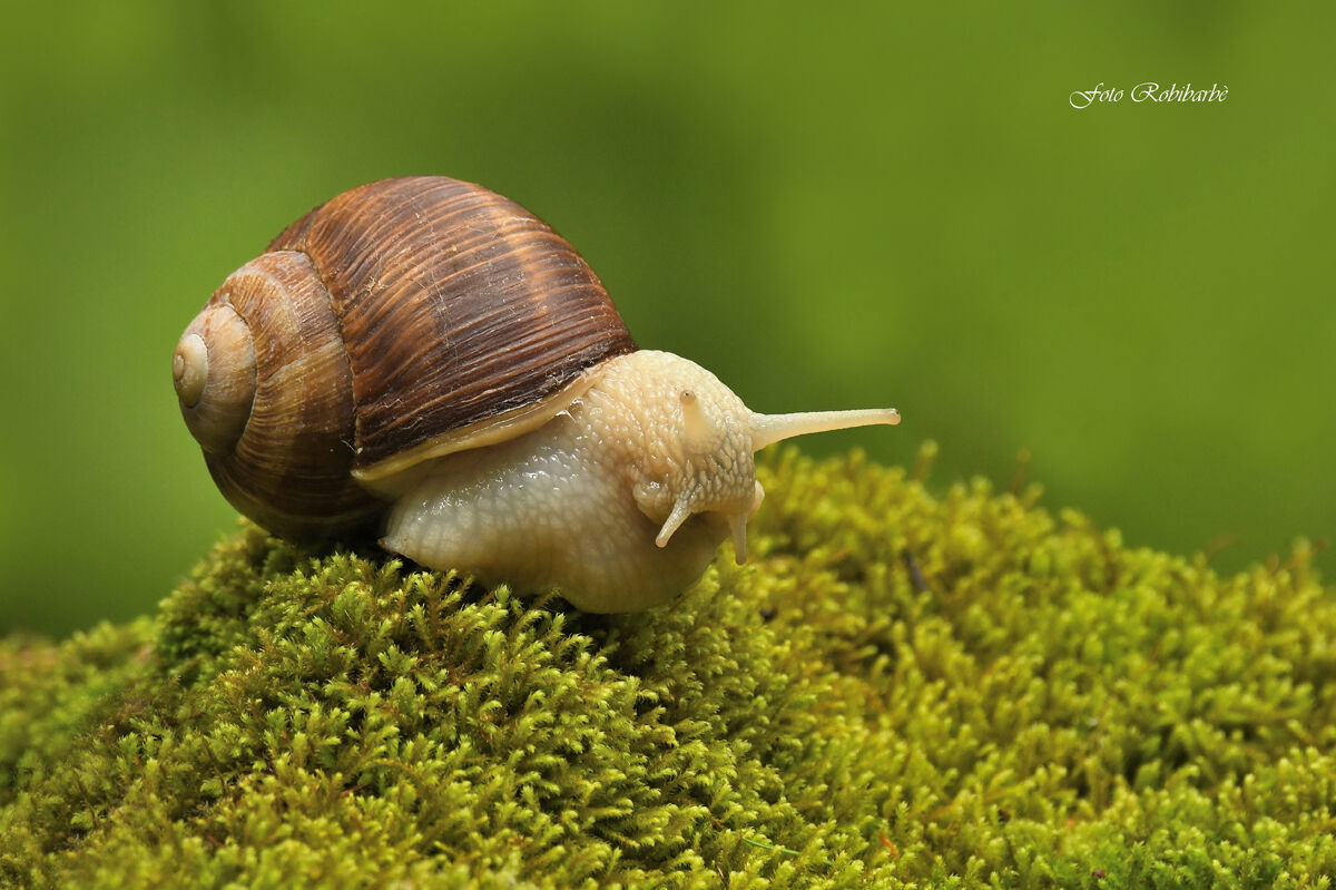 La regina "Alpina"...