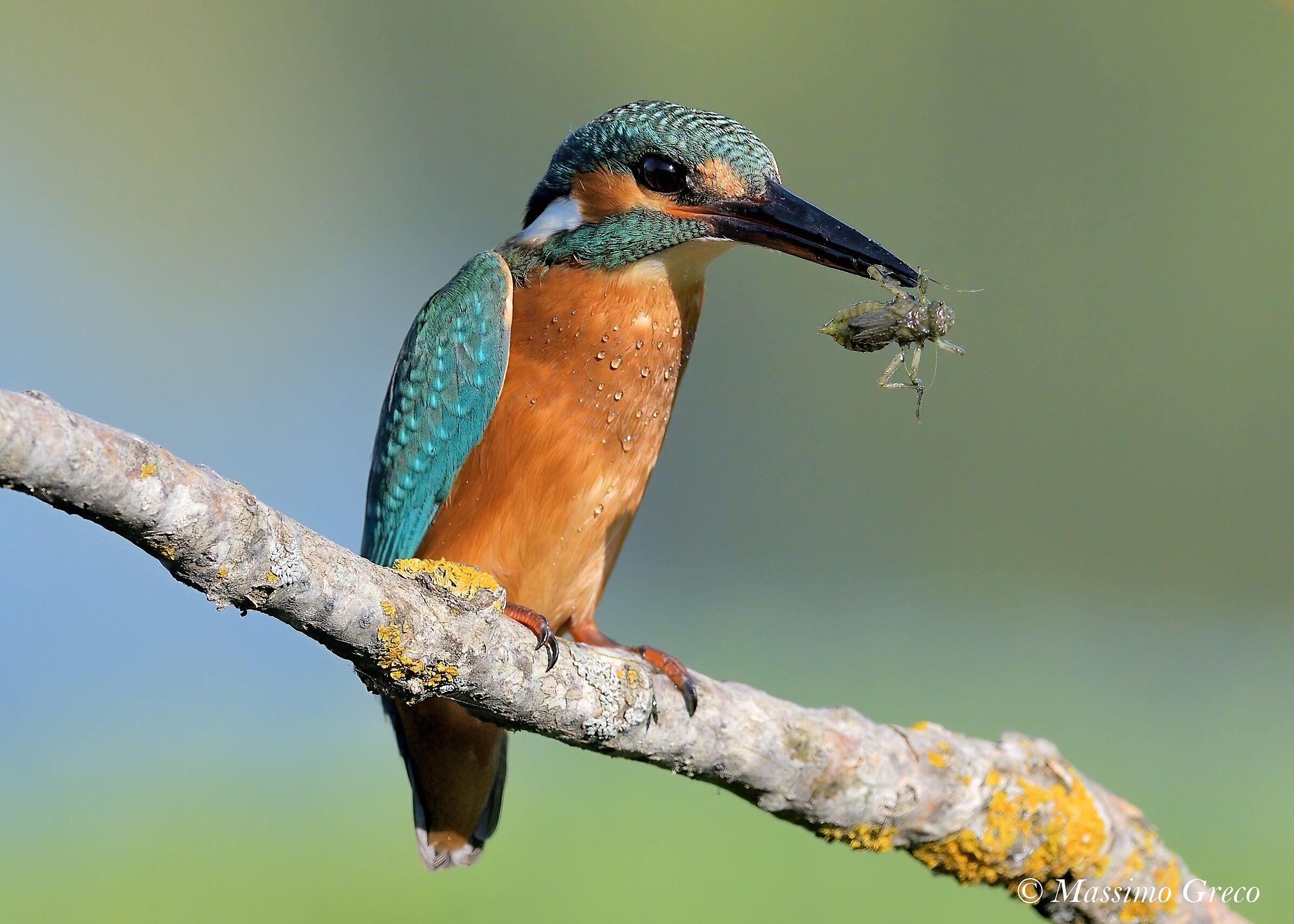 Martin pescatore con preda