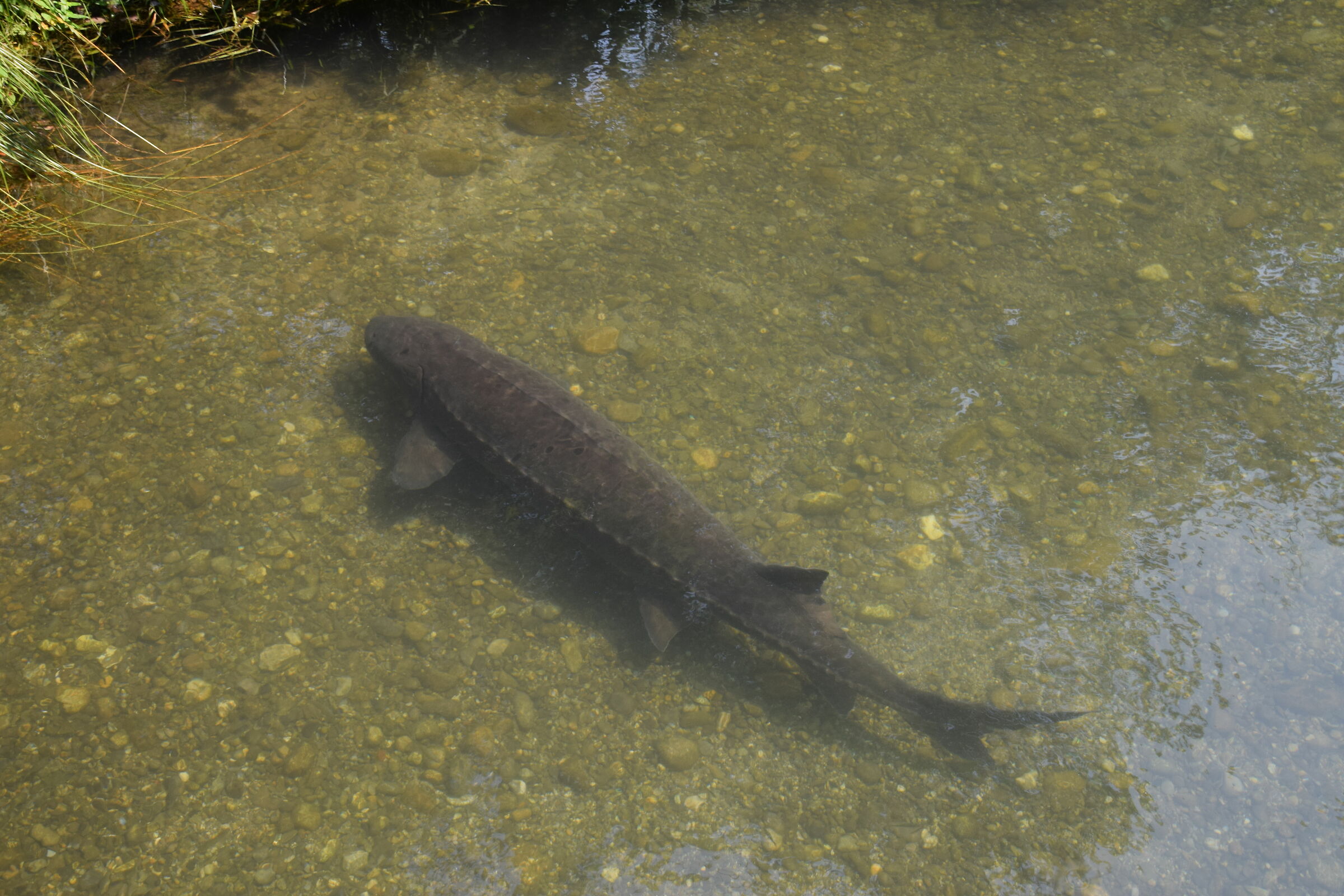 Storion in a protected environment