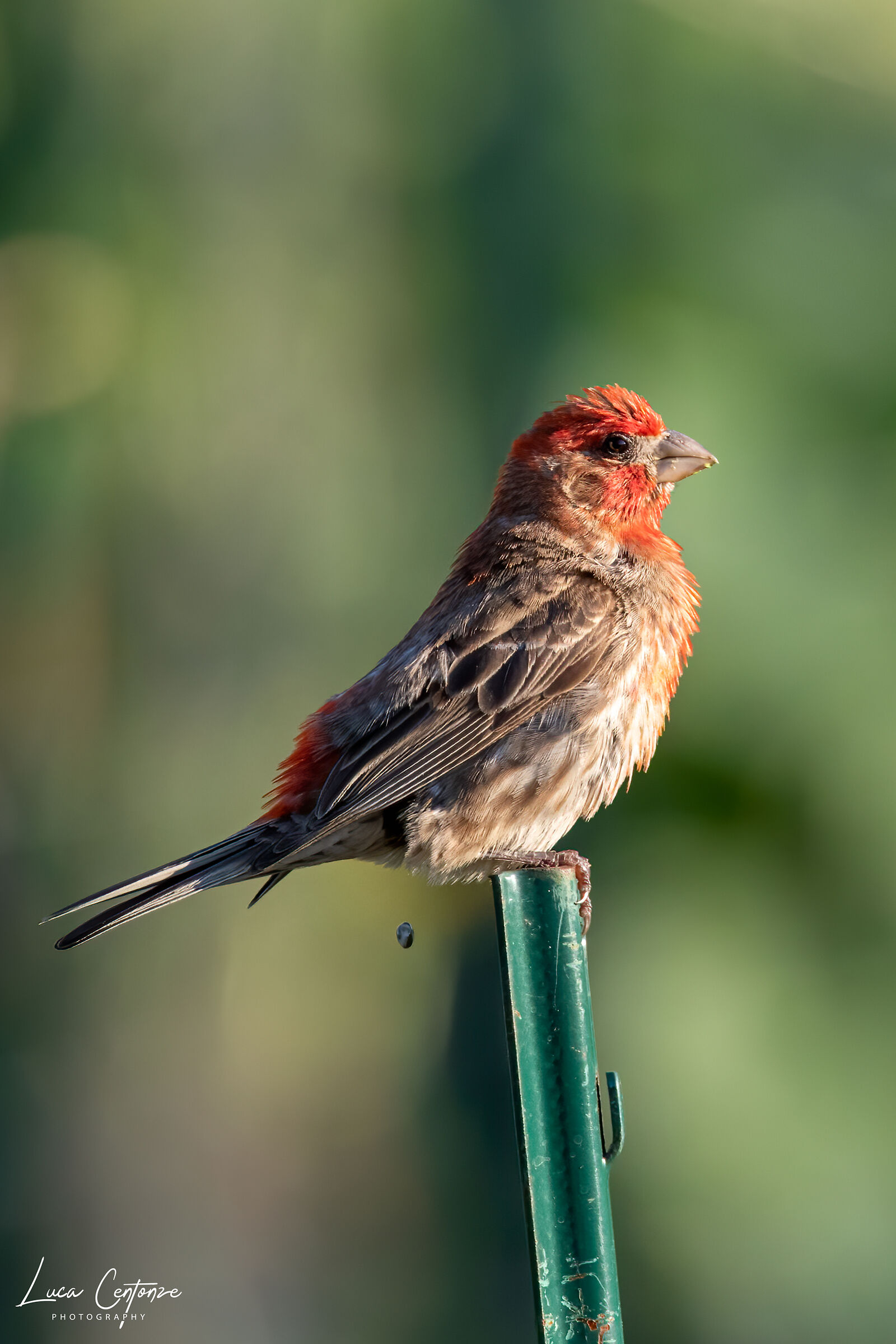 House Finch (Haemorhous mexicanus)
