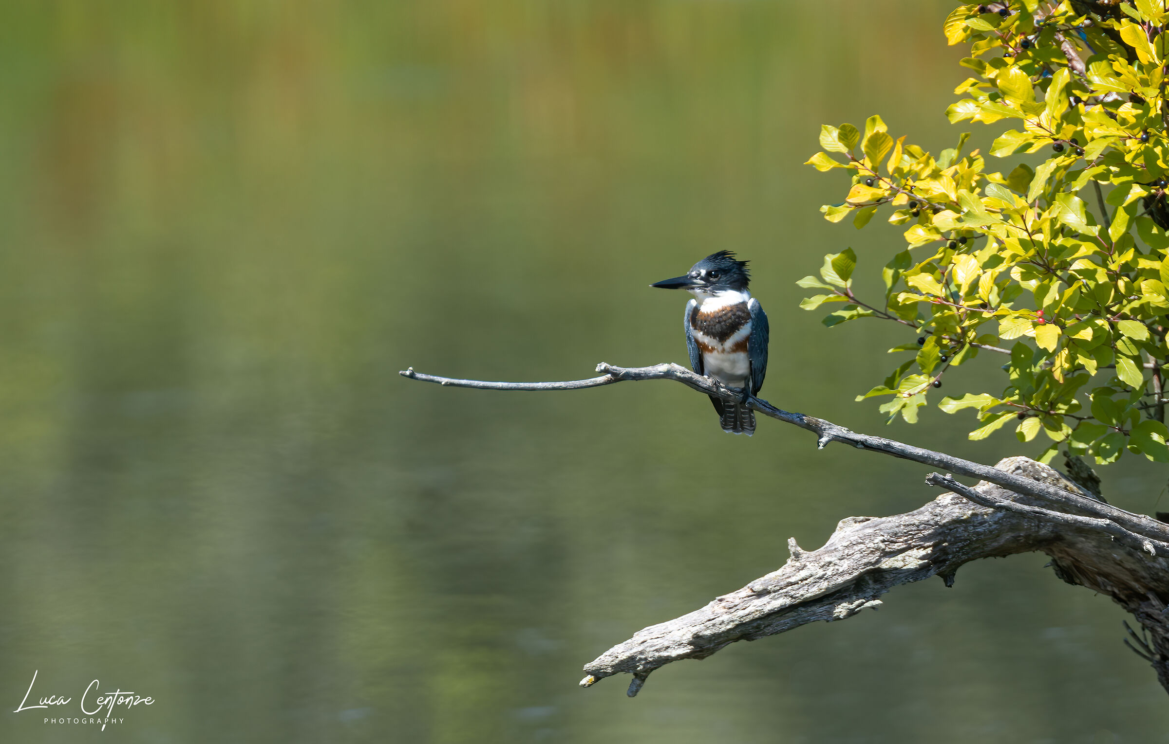 Belted Kingfisher (Megaceryle alcyon)