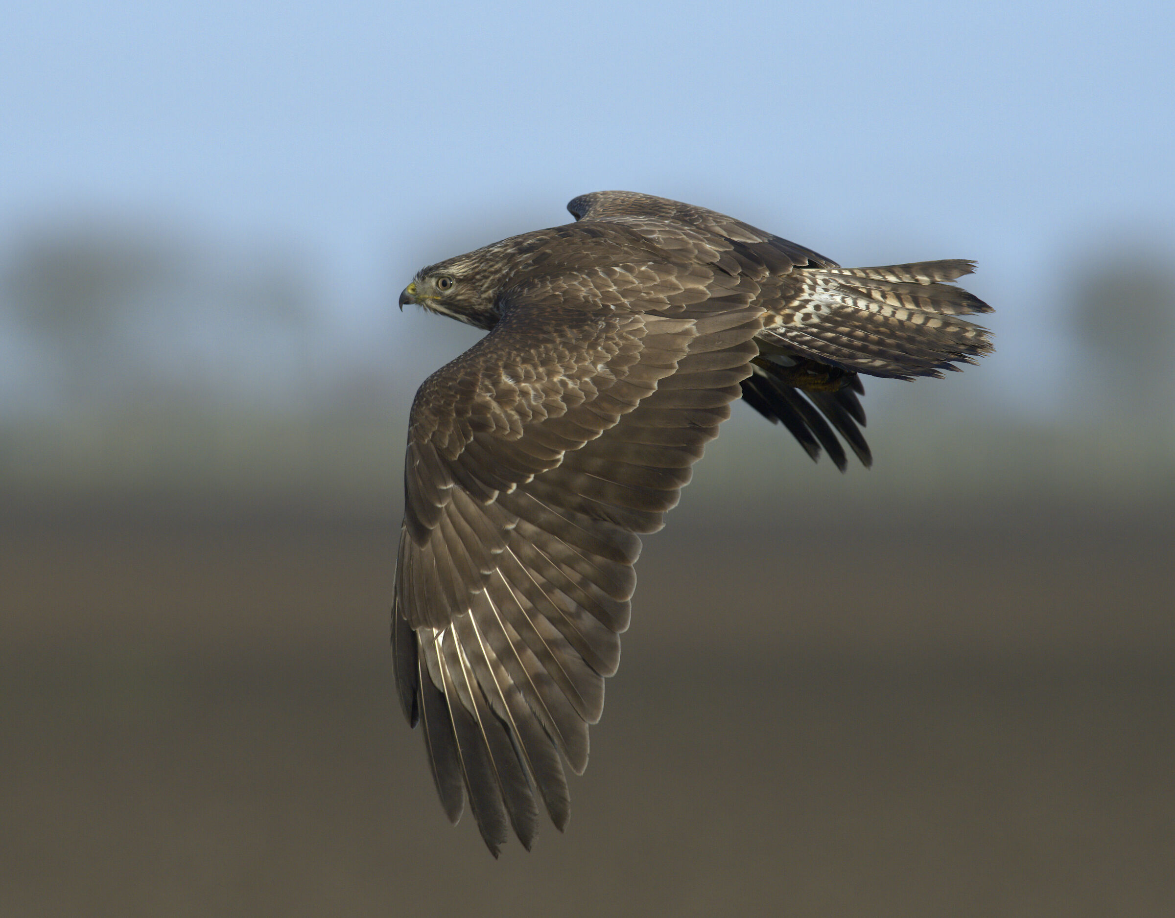 Buzzard comune europeo (Buteo buteo)