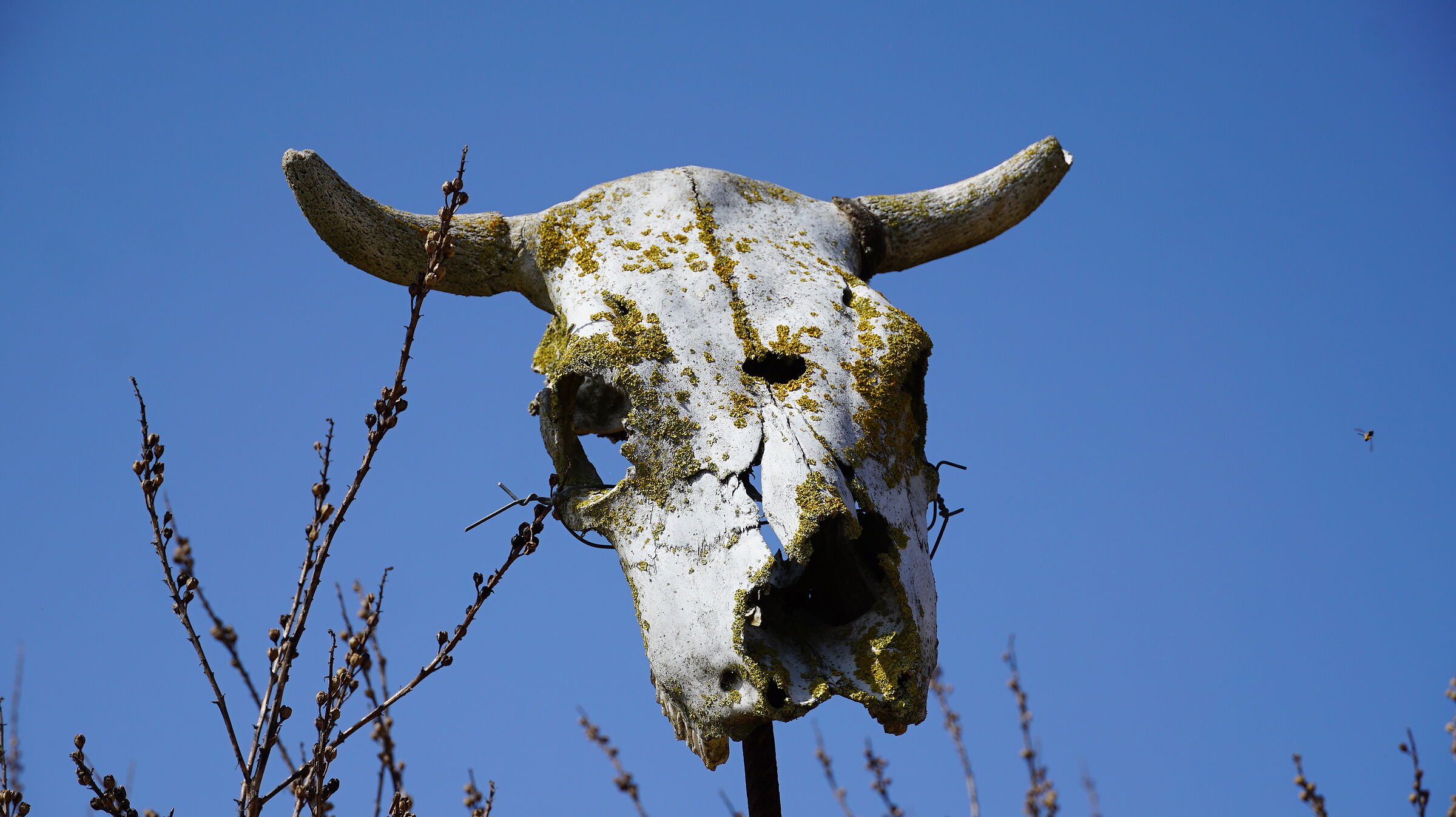 Zzzzz..... oh,oh Zzzzzzz ..........