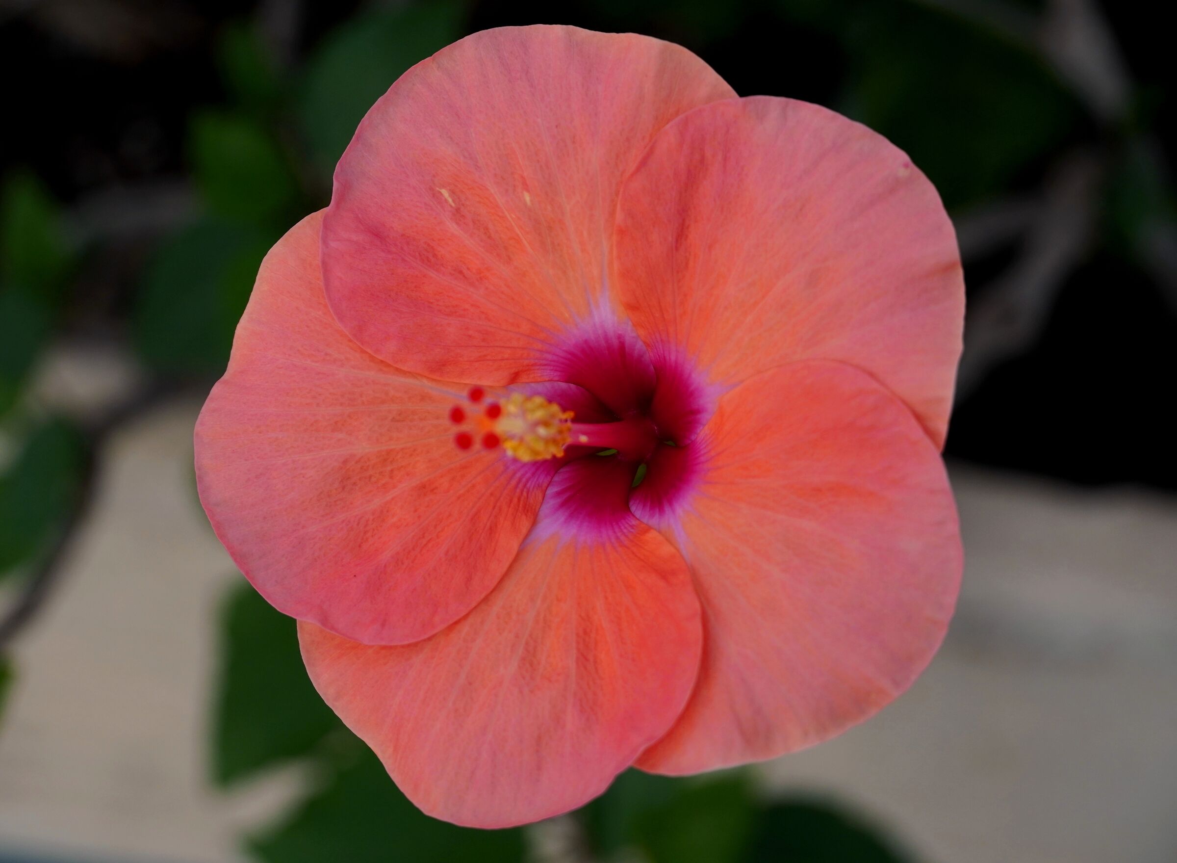 Ibiscus rosa/arancione