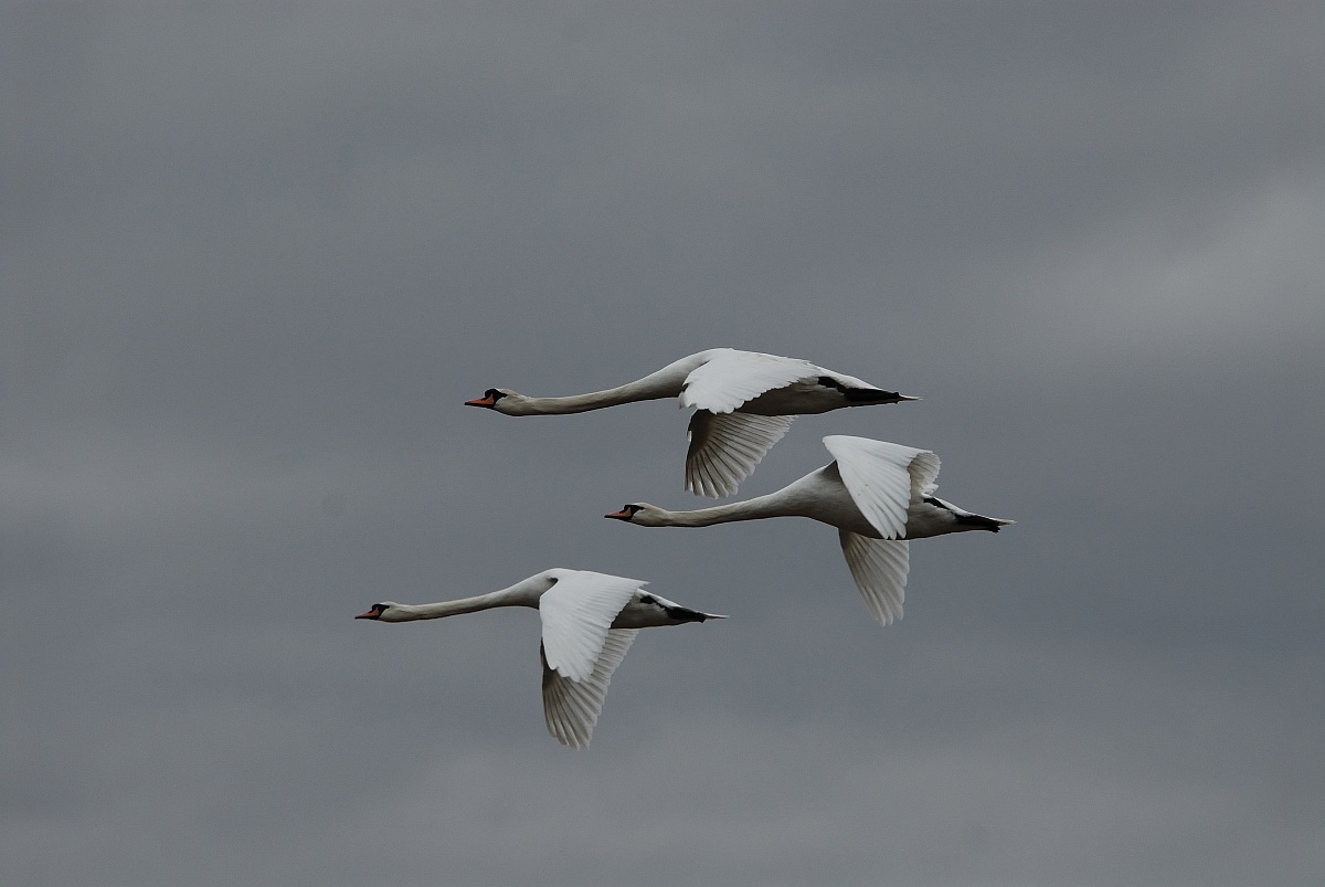 swans in flight Vallevecchia