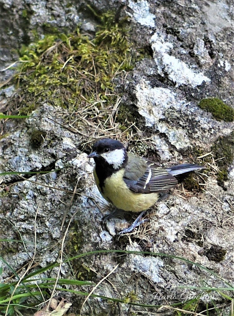 Cinciallegra attenta