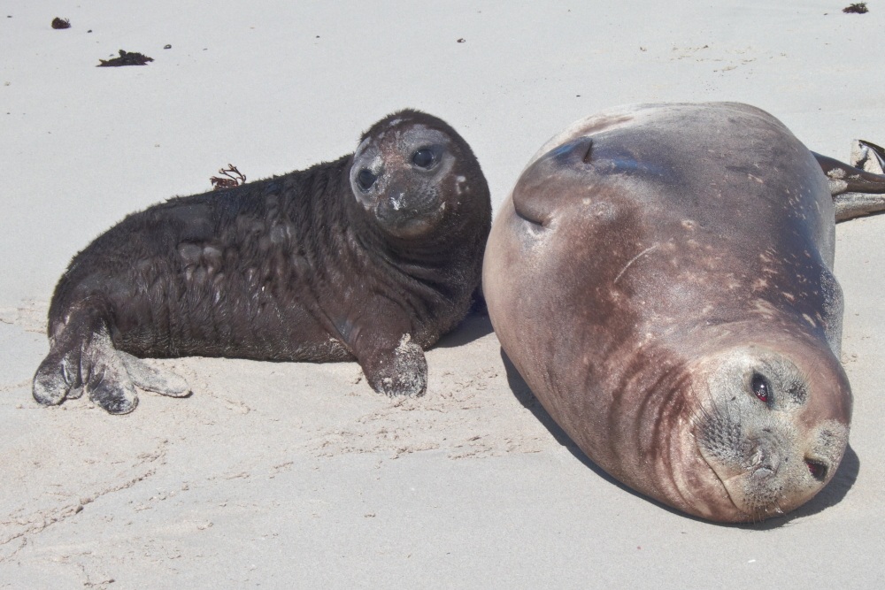 Southern Elephant Seal e Pup
