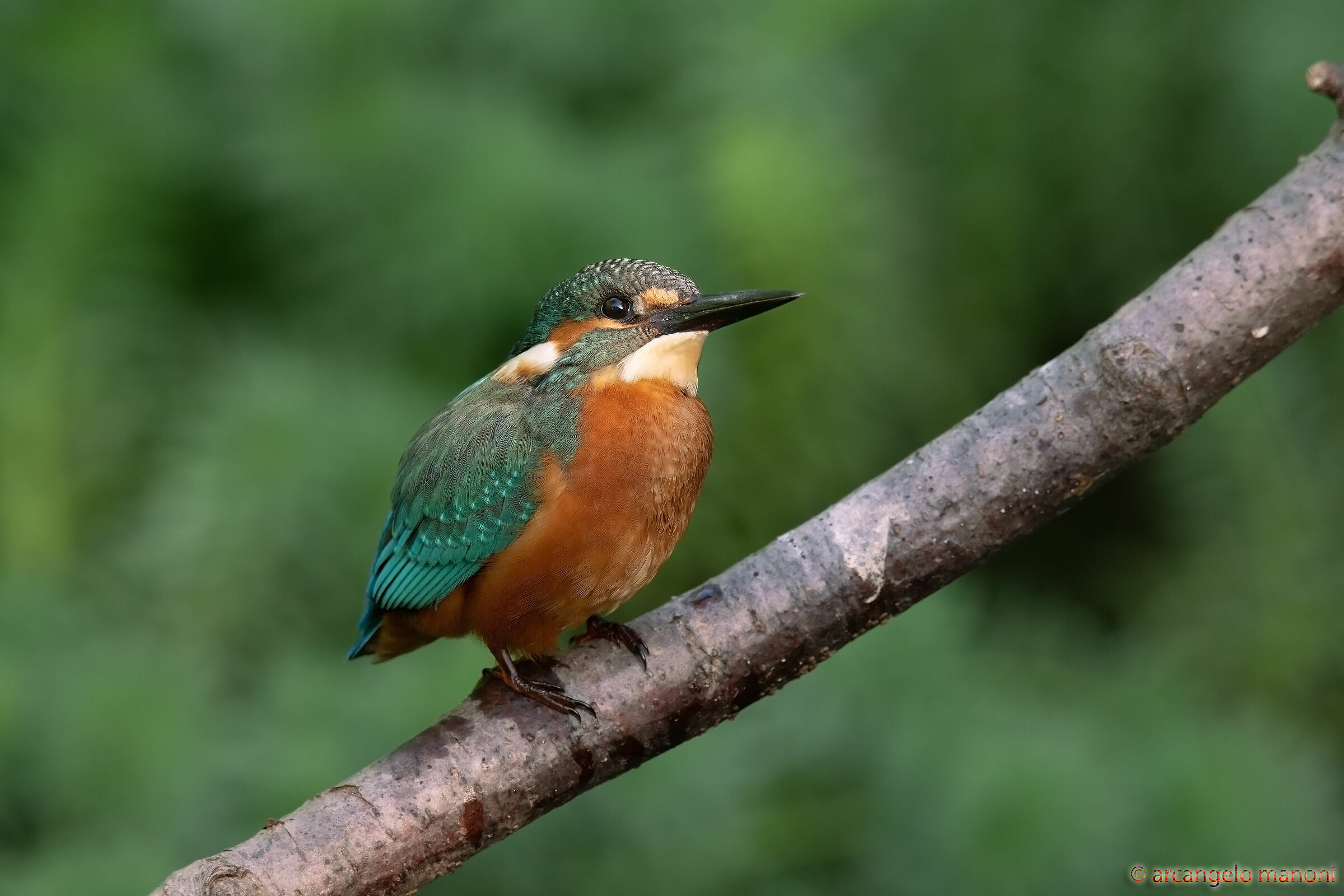 A very young martini