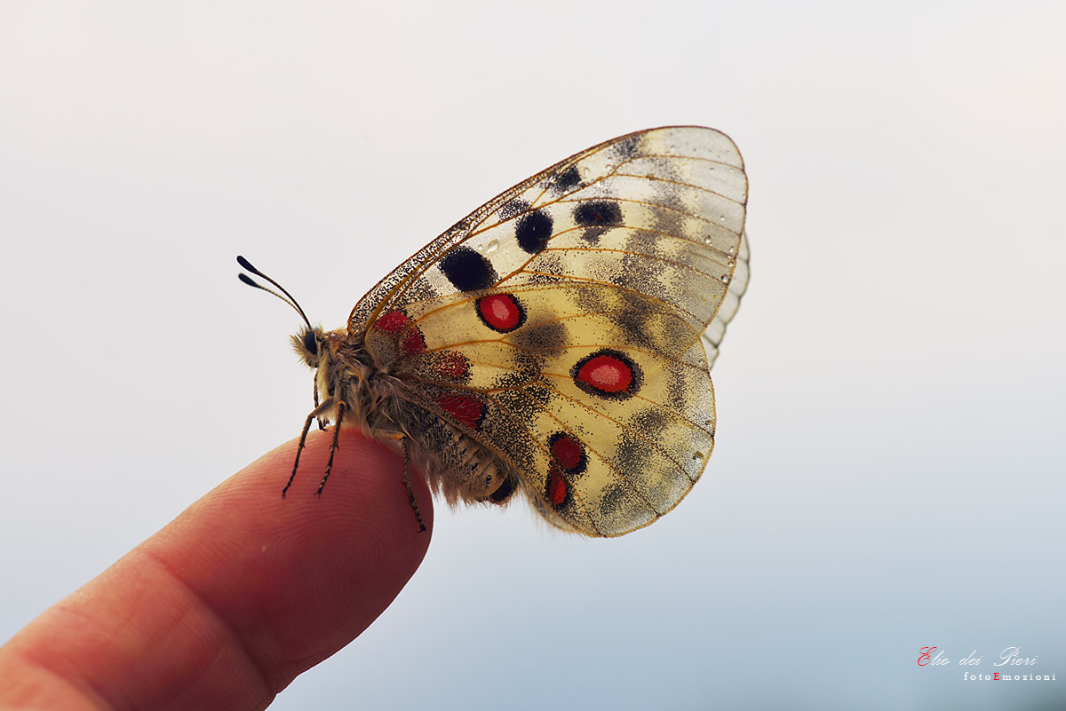 Apollo Parnassius