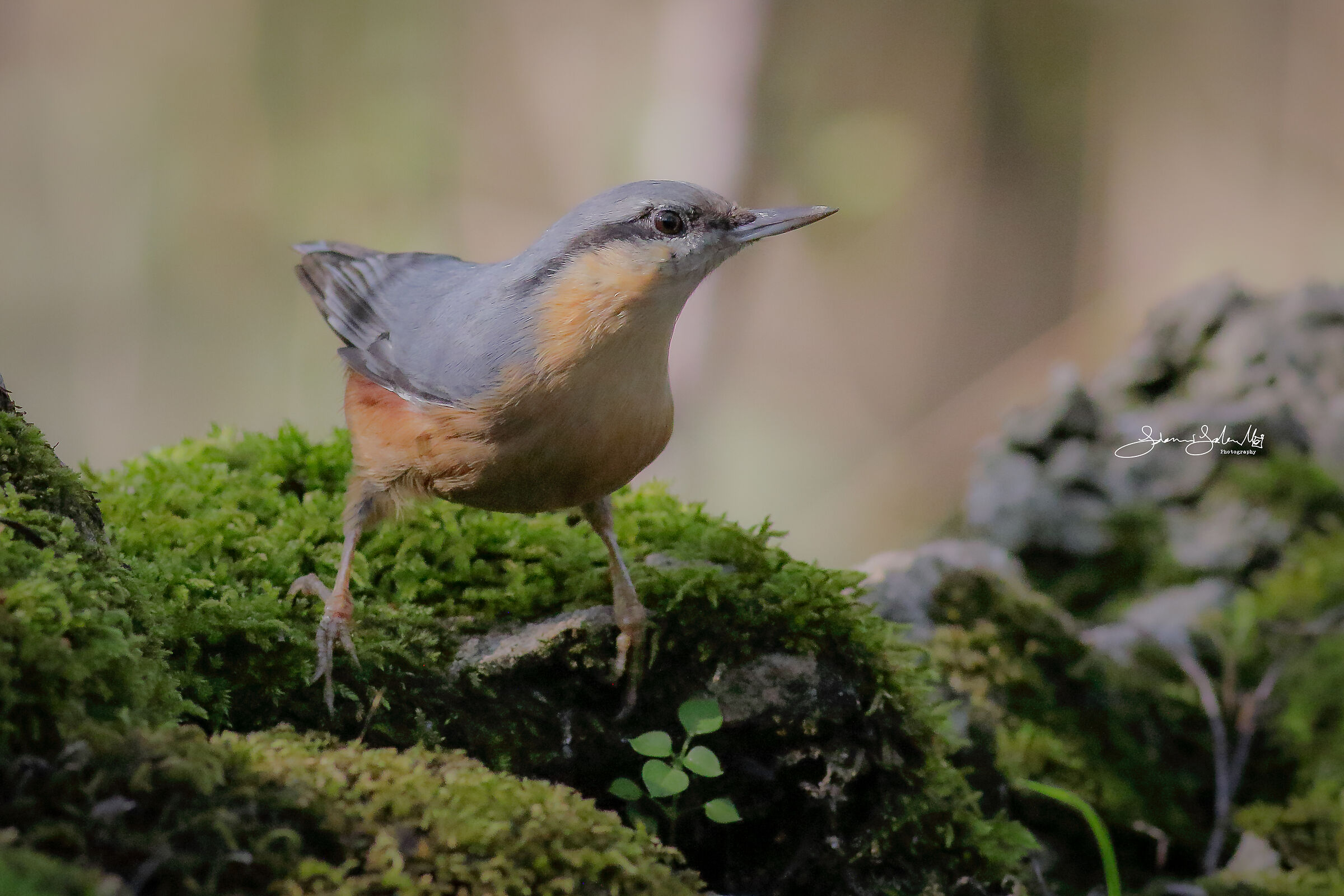 Woodman mason (European Sitta, Linnaeus, 1758)