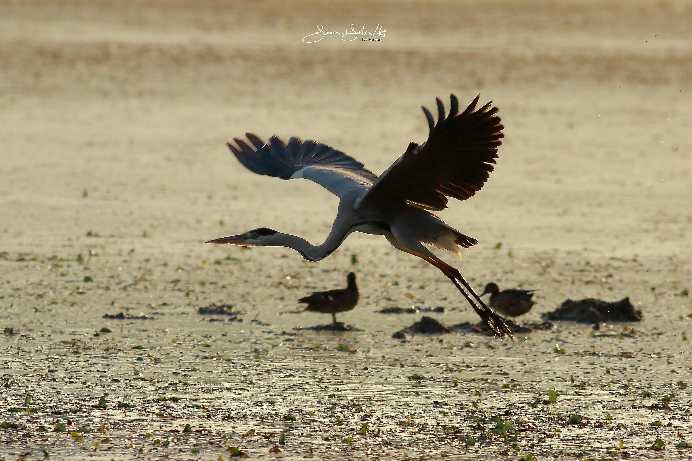 Ash Yellow (Ardea cinerea, Linnaeus, 1758)