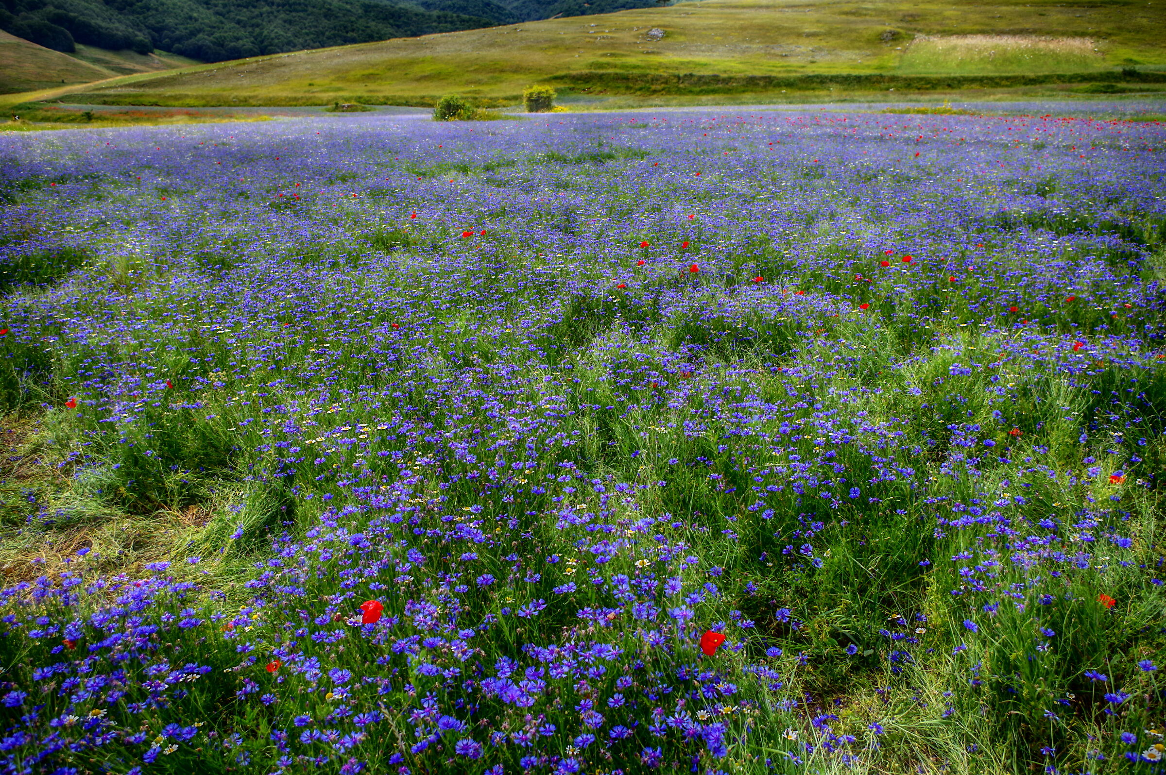 Fioritura di Castelluccio 1
