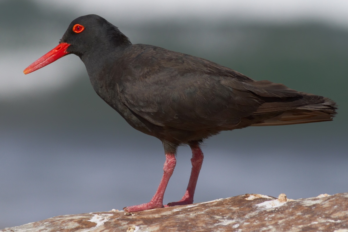 Black Oystercatcher