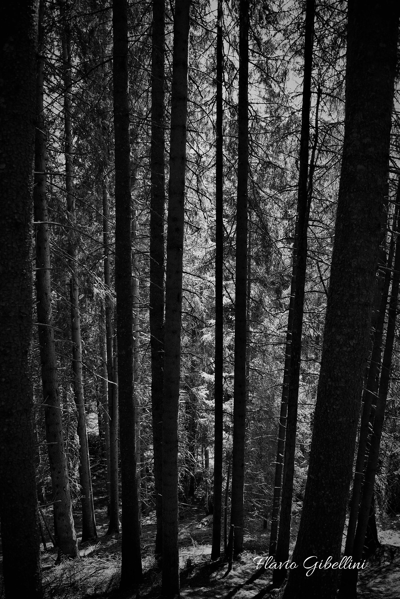 Chiaro-scuro nel bosco