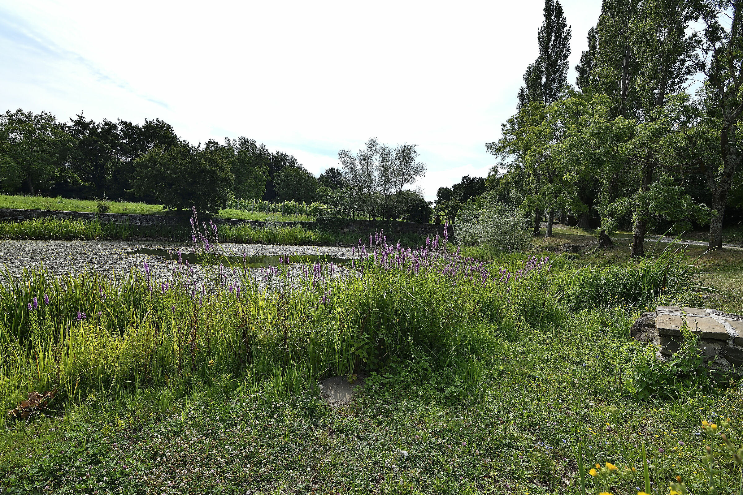 Una domenica al laghetto