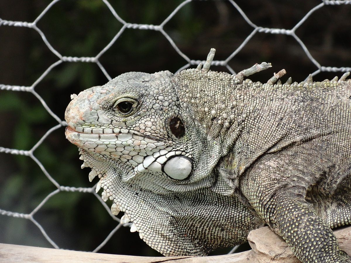 Iguana