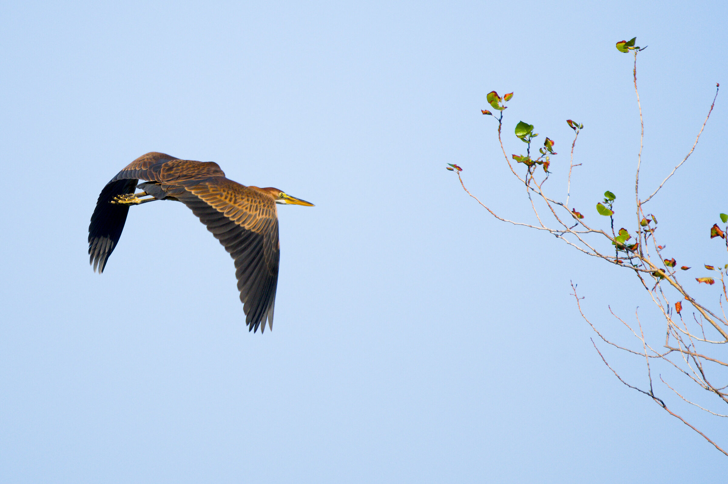 The landing of the red heron