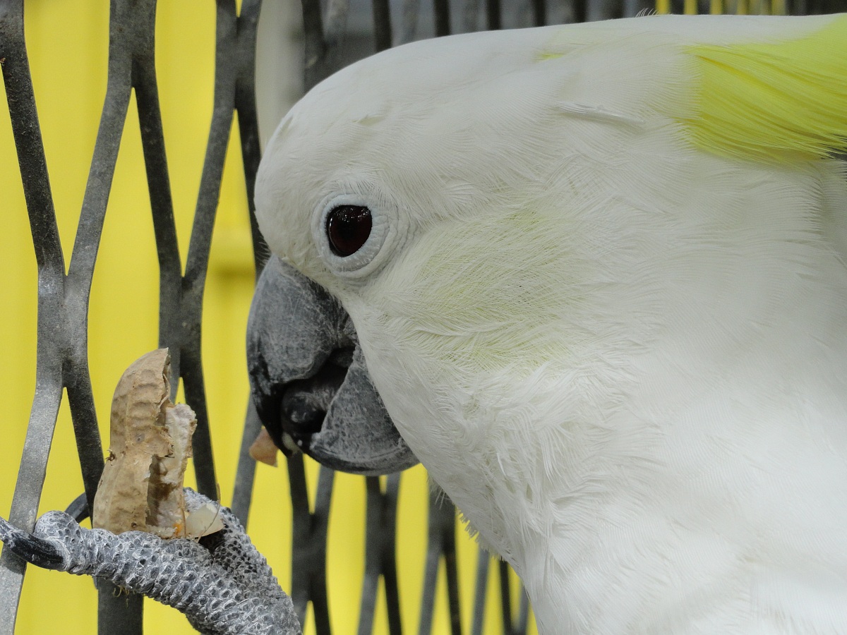 Cacatua