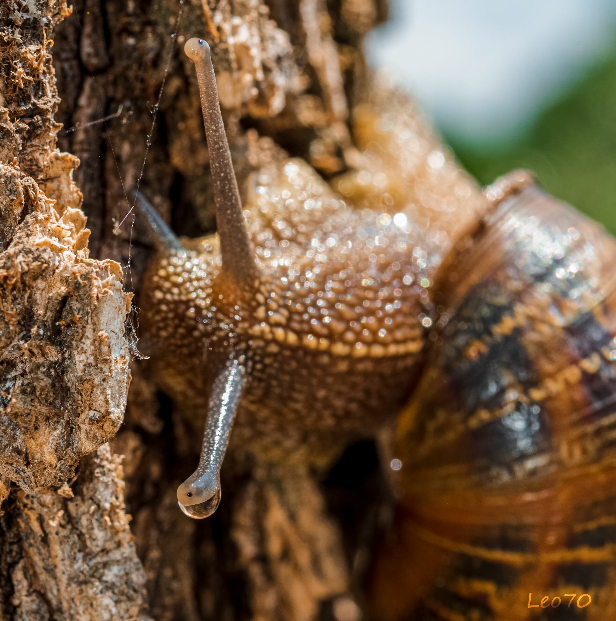 lacrime di...lu...maca