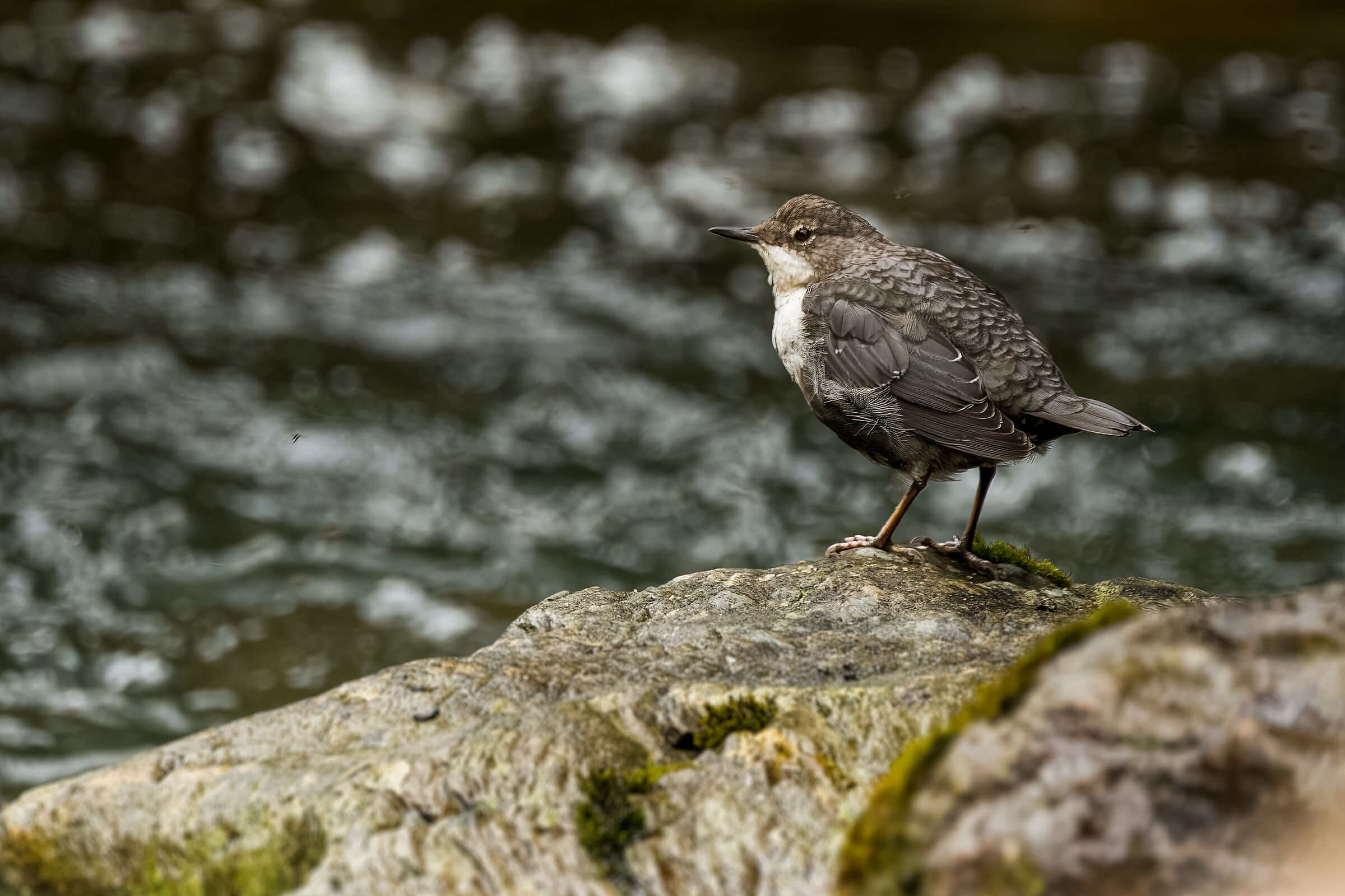 In osservazione (merlo acquaiolo)