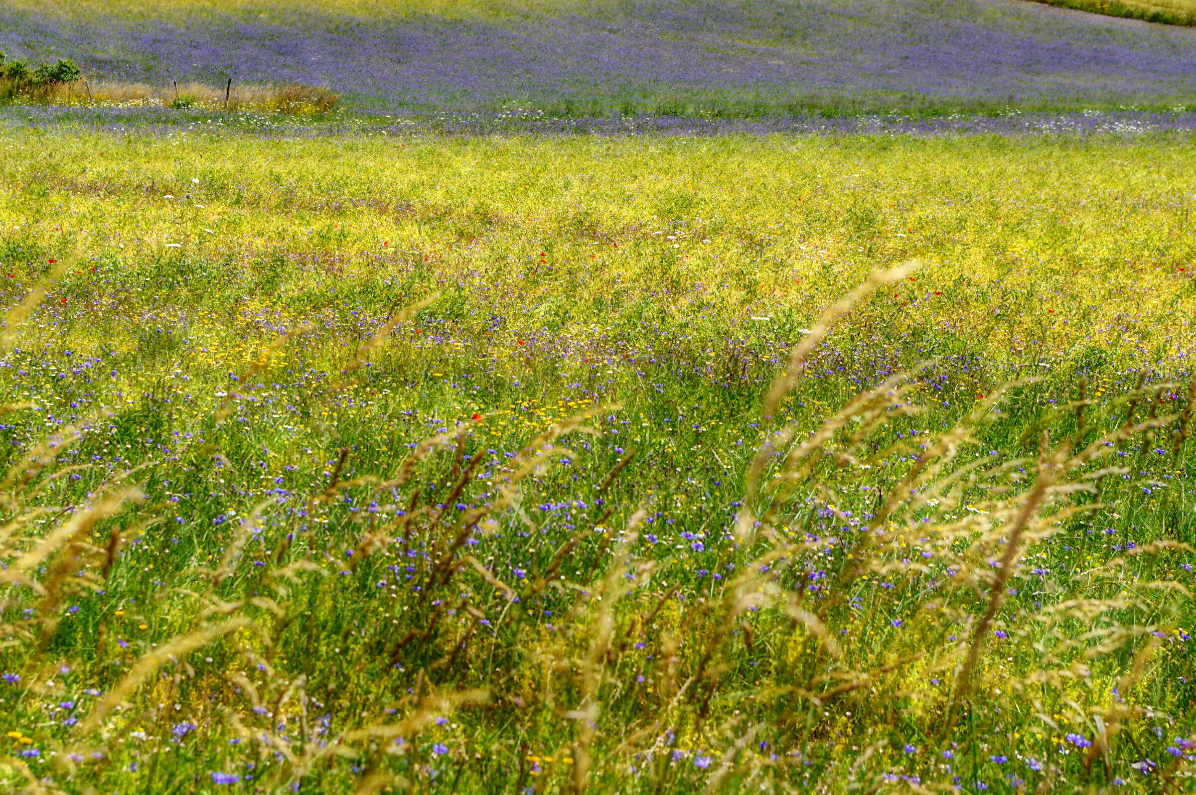 Fioritura di castelluccio 2