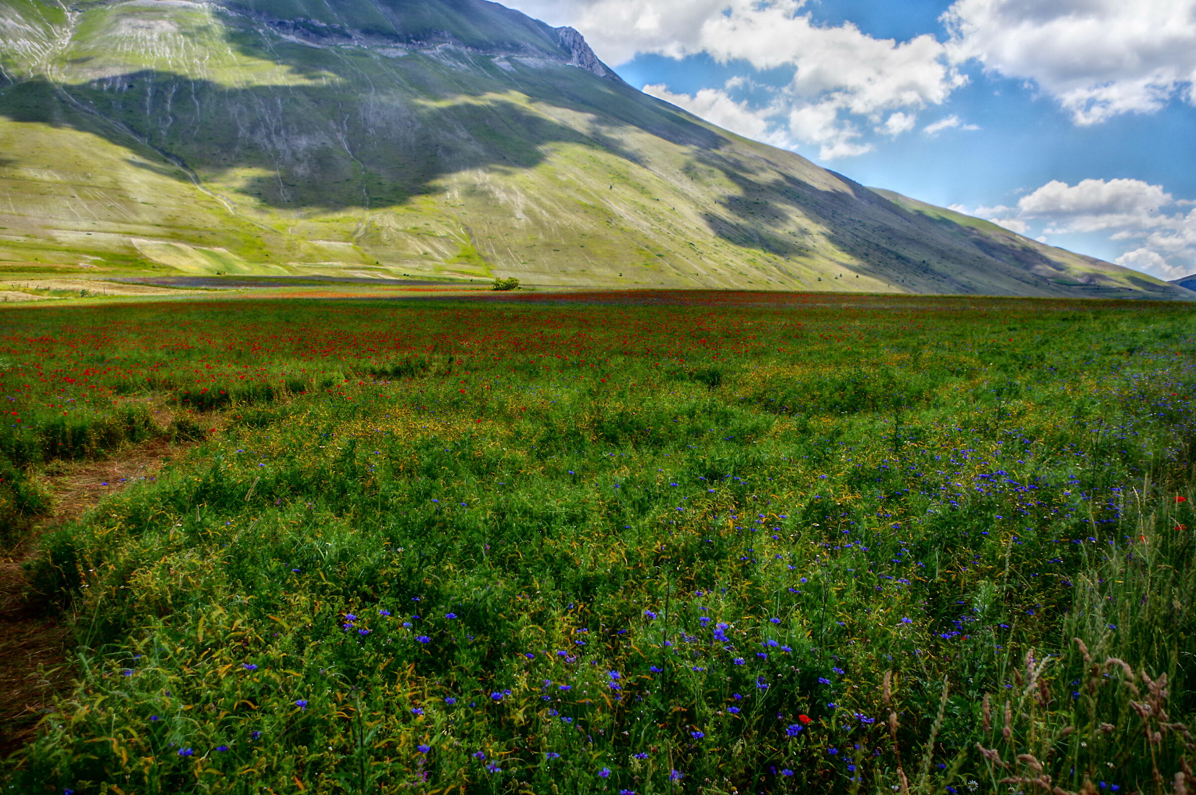 Fioritura di castelluccio 3