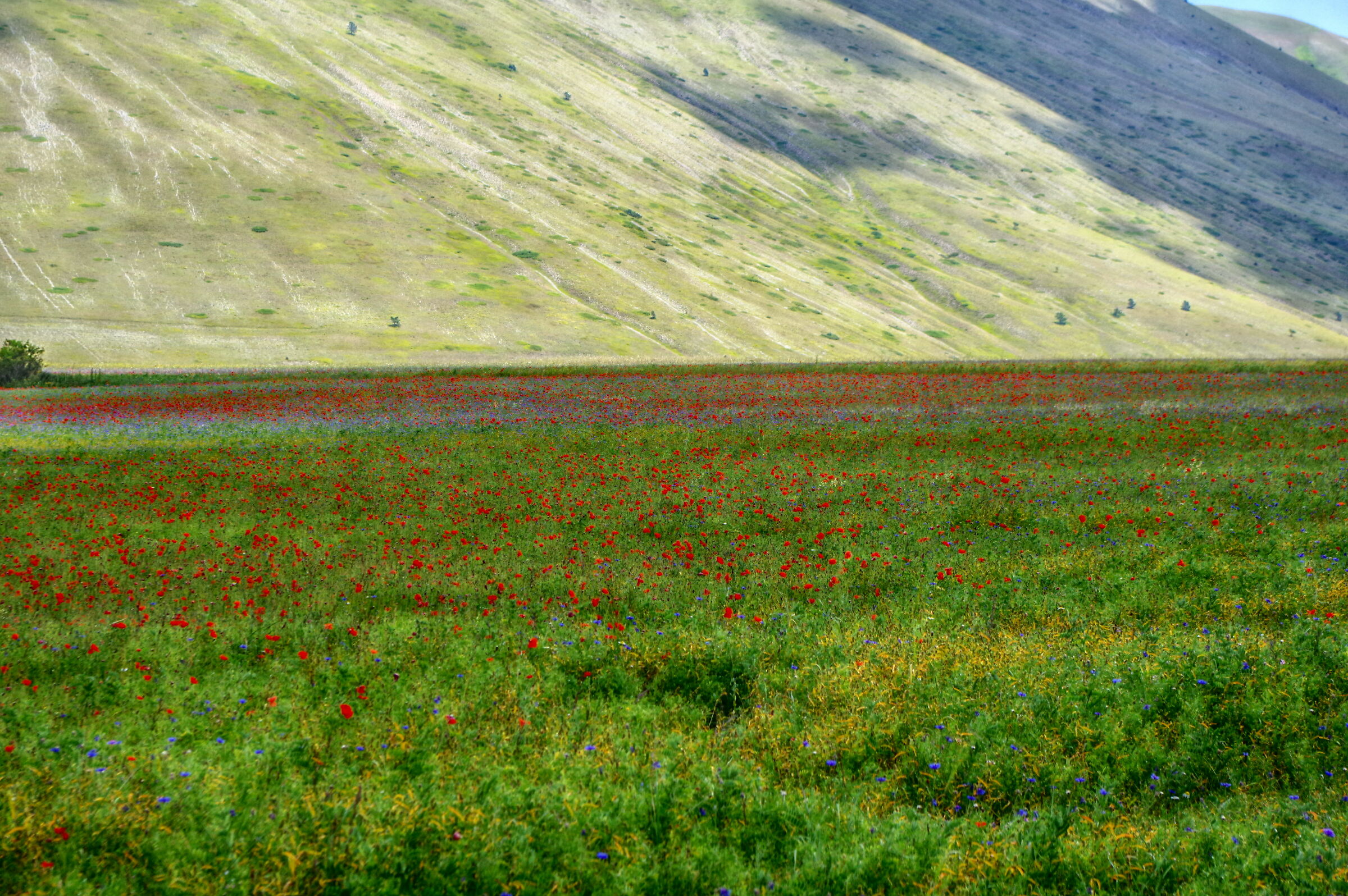 Fioritura di castelluccio 4