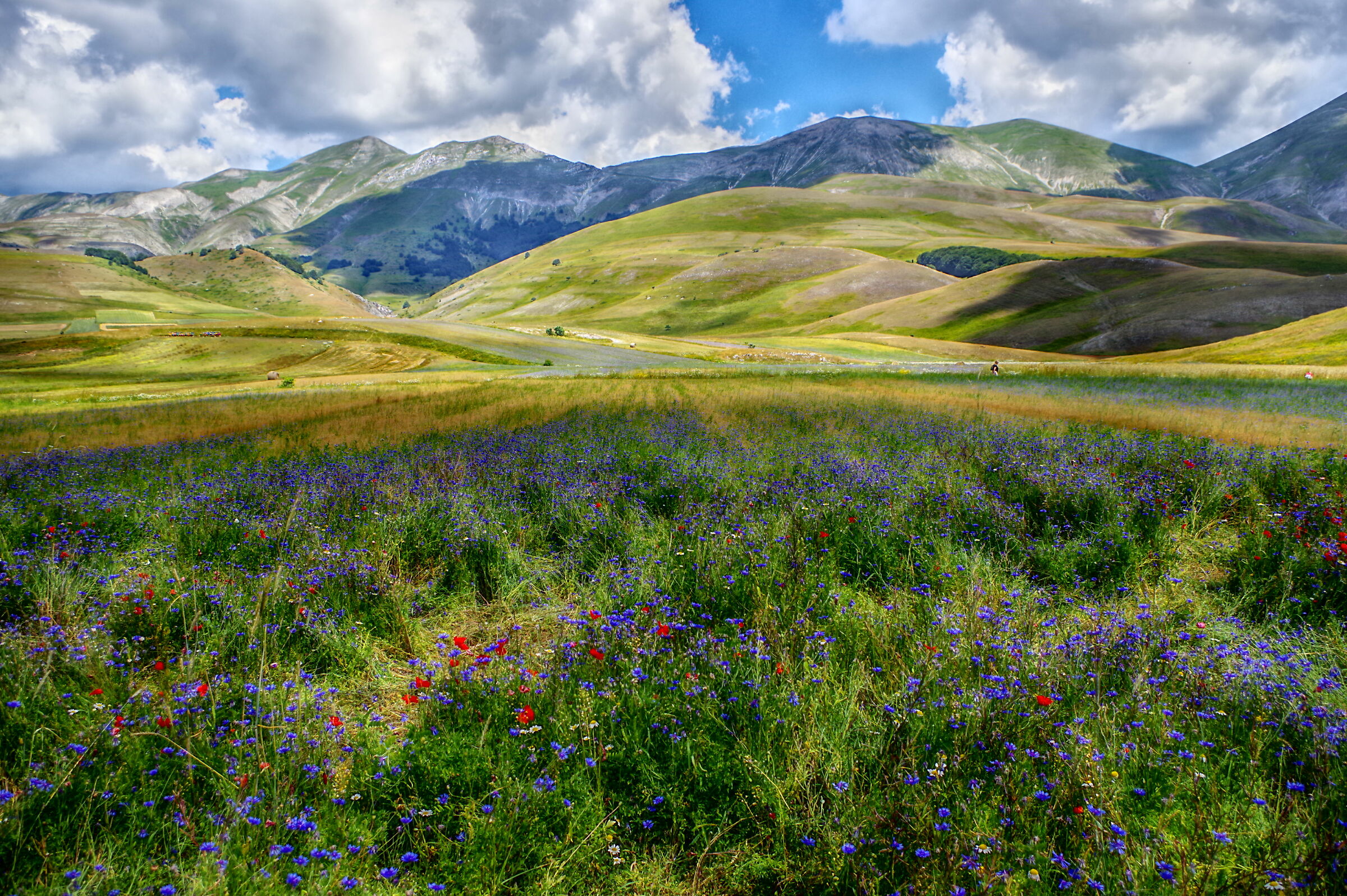 Fioritura di castelluccio 5