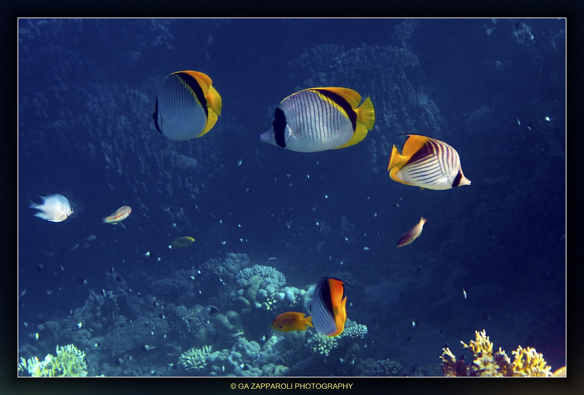 Red Sea - Ras Nasrani