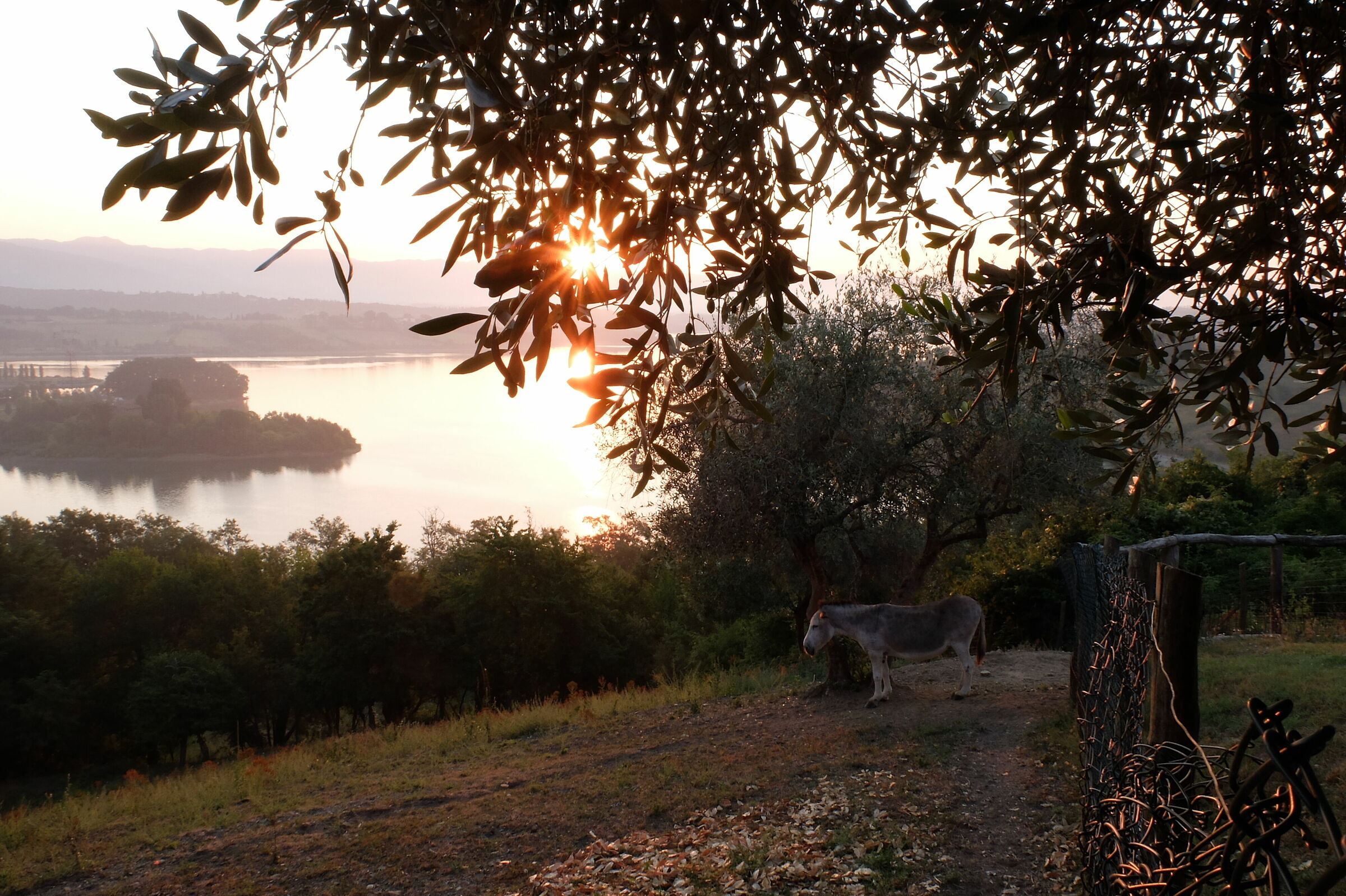 Alba sul lago di Bilancino (fi)