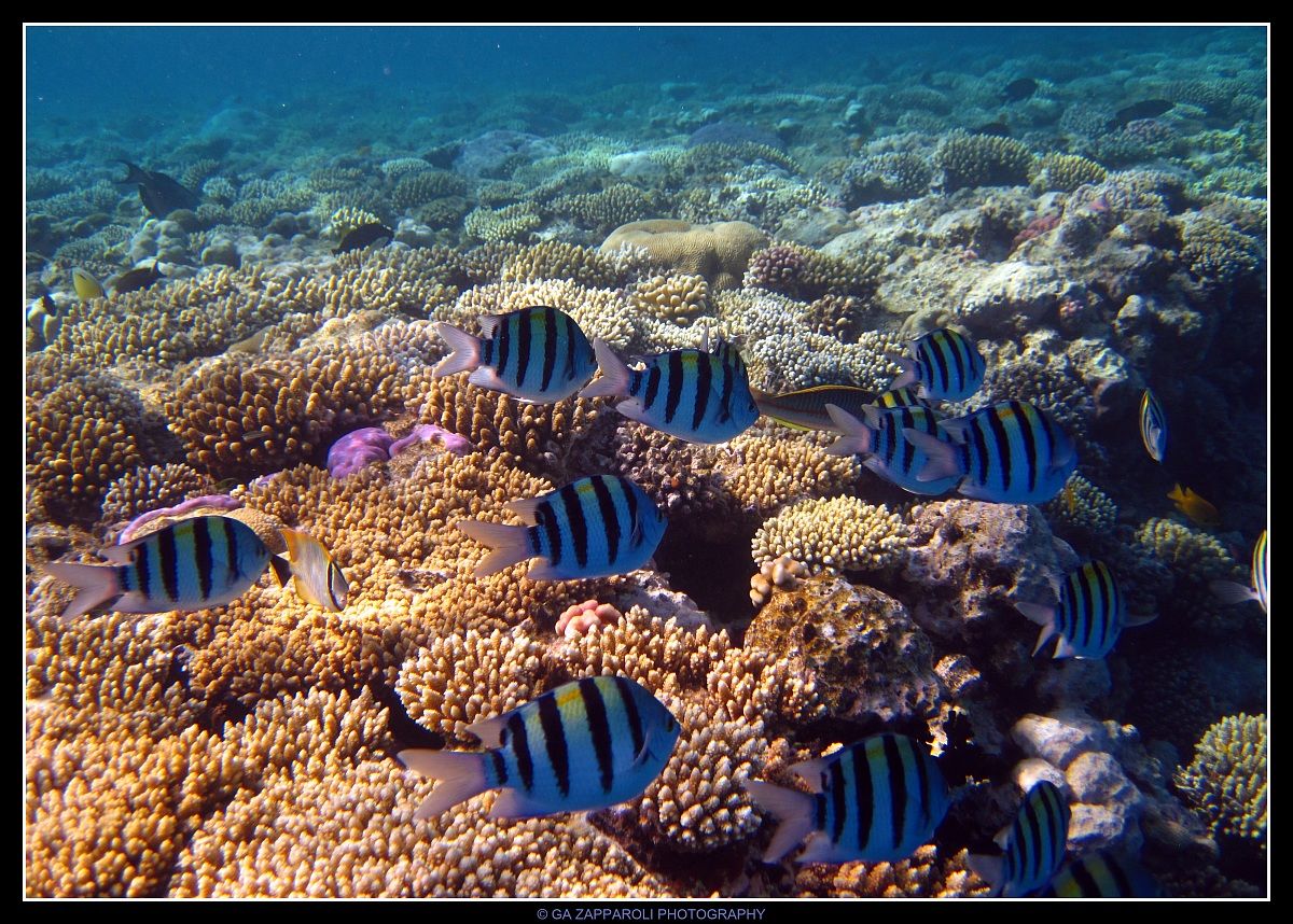 Red Sea - Ras Nasrani