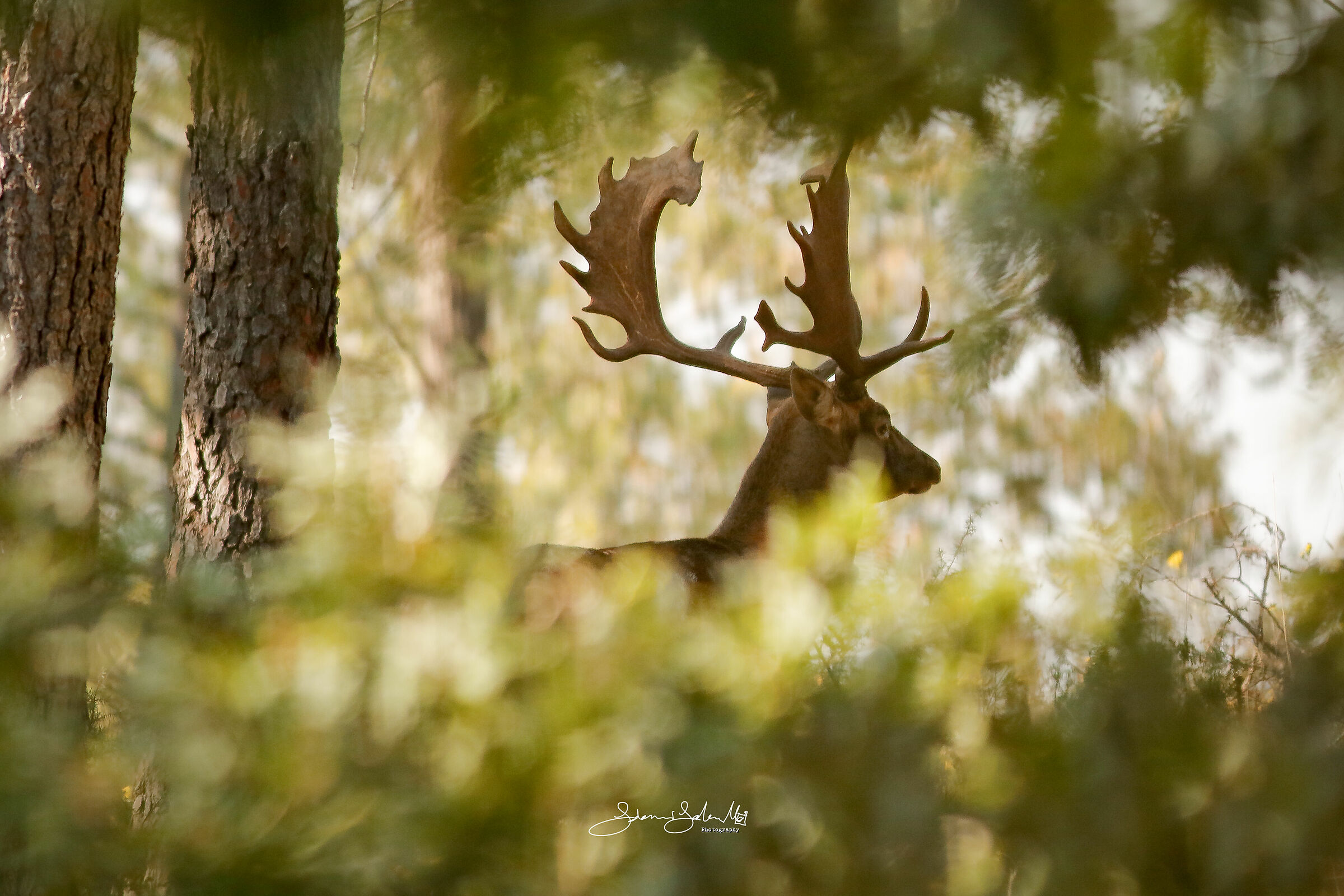 Frastagliato (Dama dama, Linnaeus, 1758)