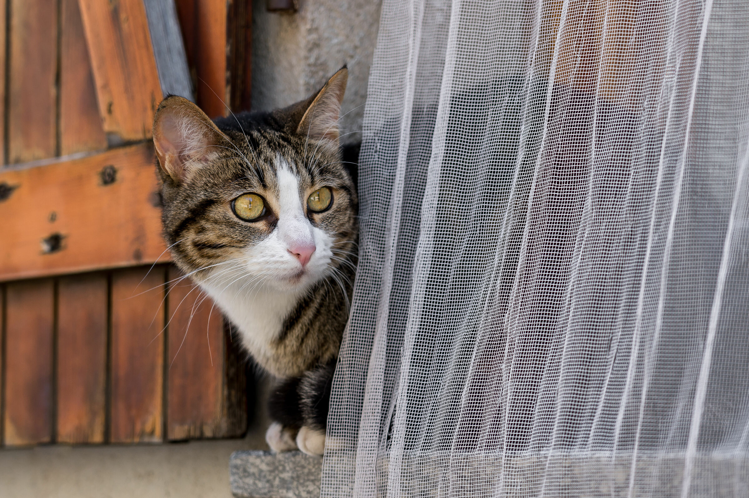 the observer............