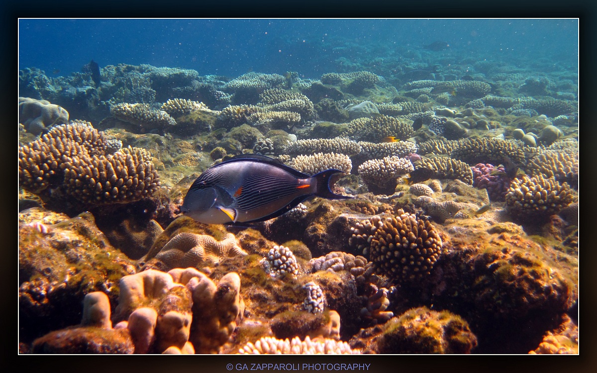 Red Sea - Ras Nasrani