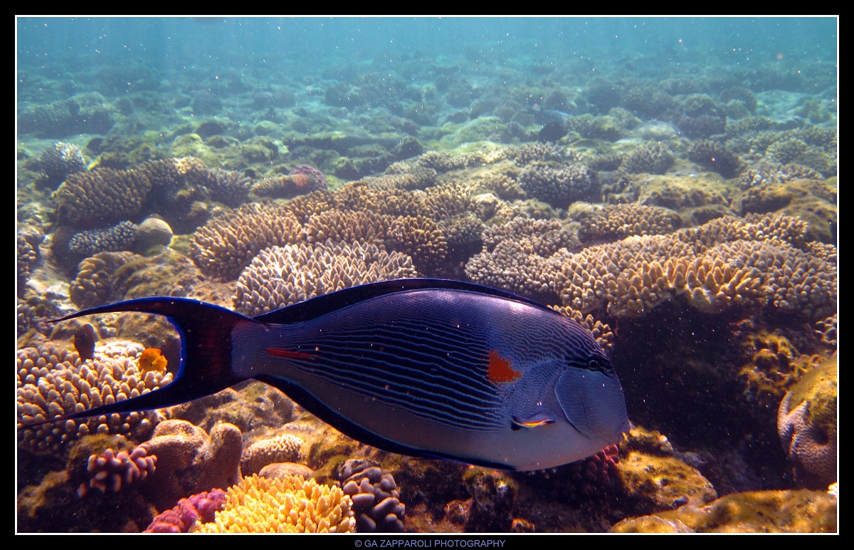 Red Sea - Ras Nasrani
