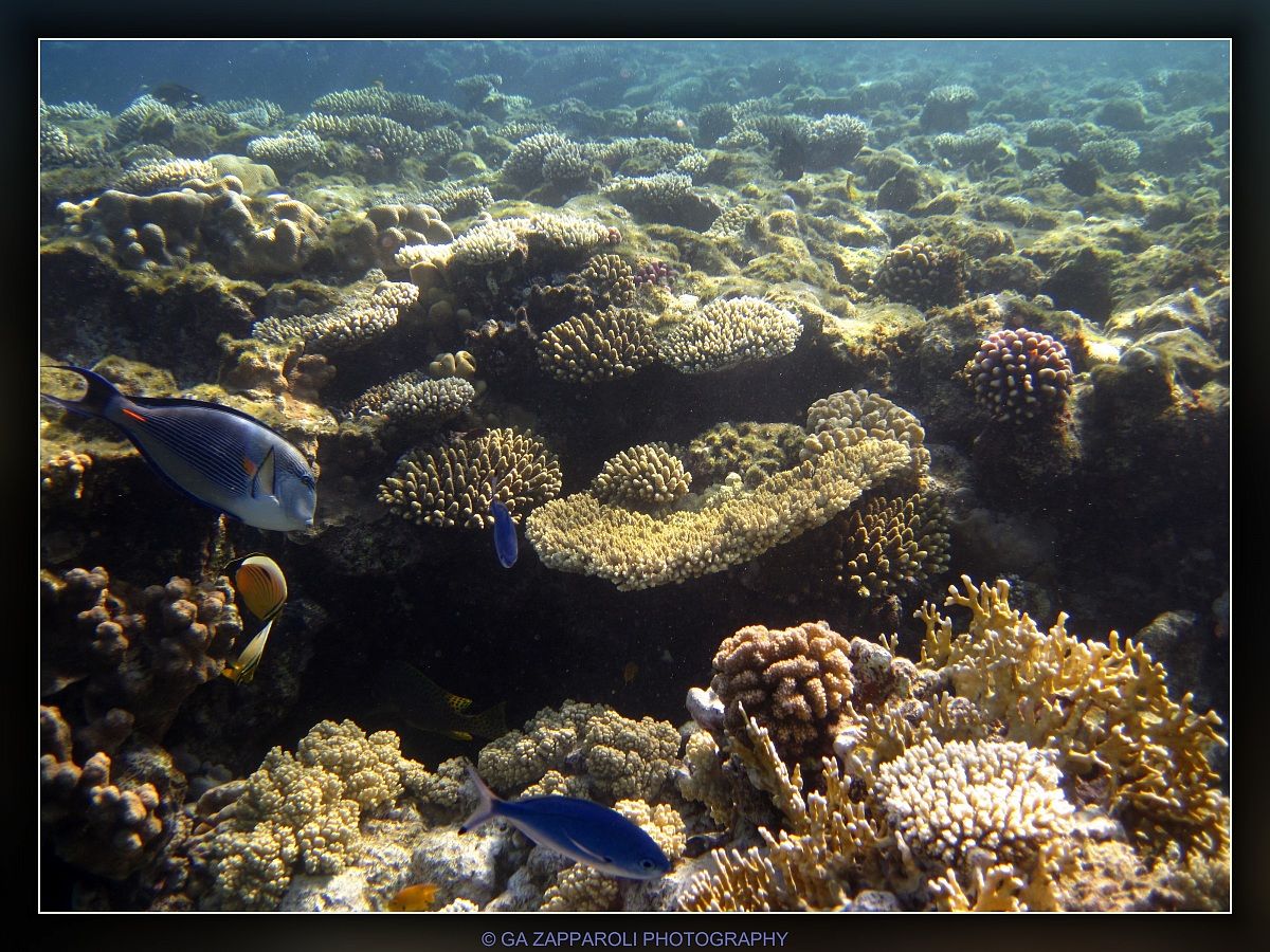 Red Sea - Ras Nasrani