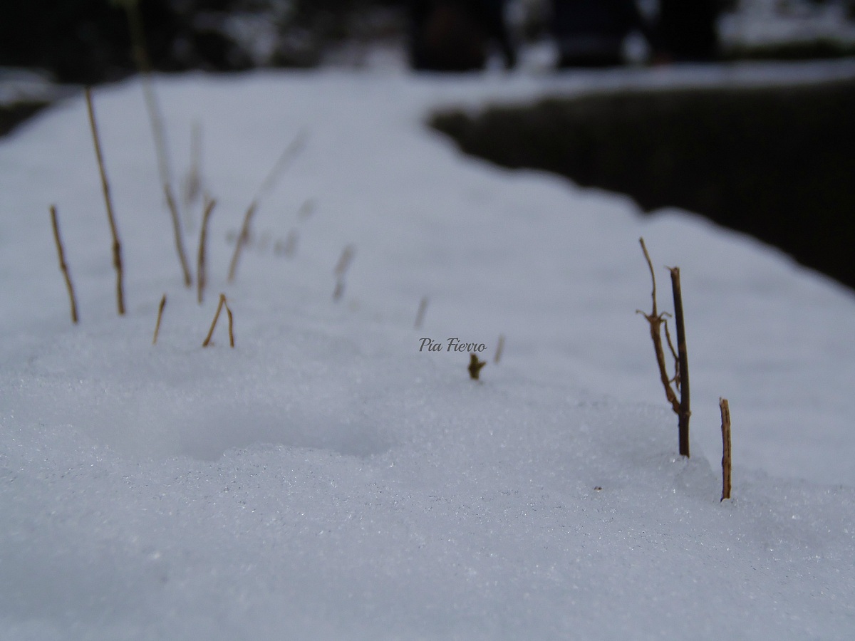 La neve se ne frega....