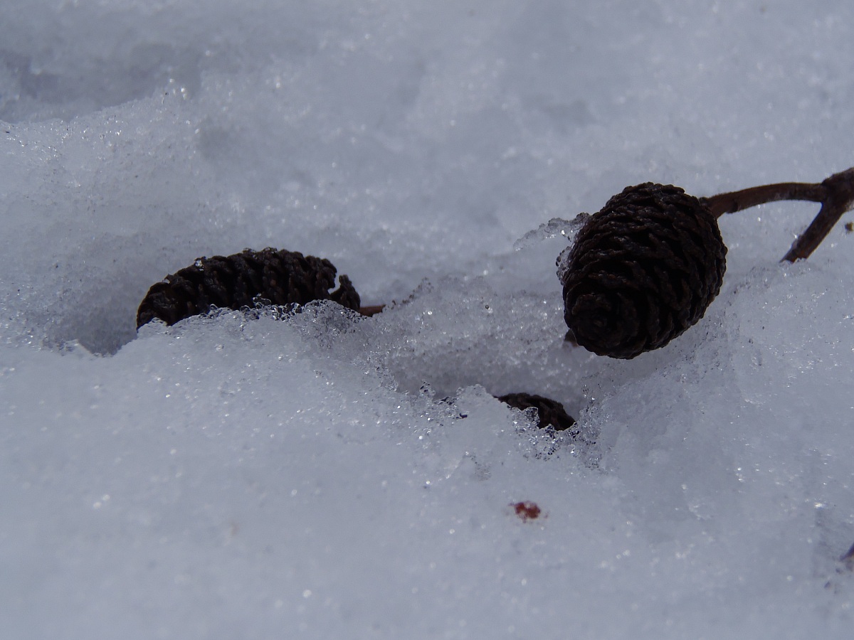 La neve se ne frega....