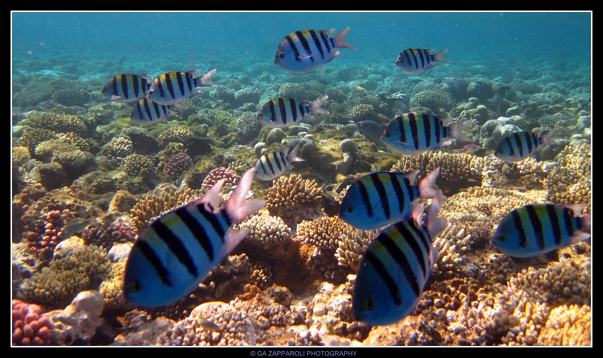 Red Sea - Ras Nasrani