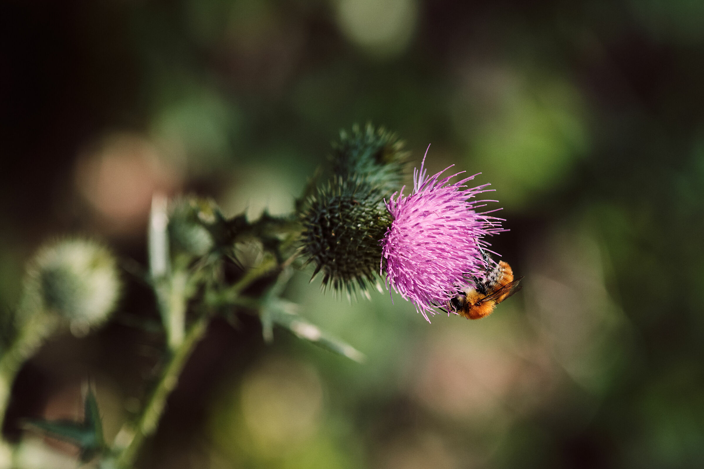 Con il 90mm F2 è amore al primo scatto