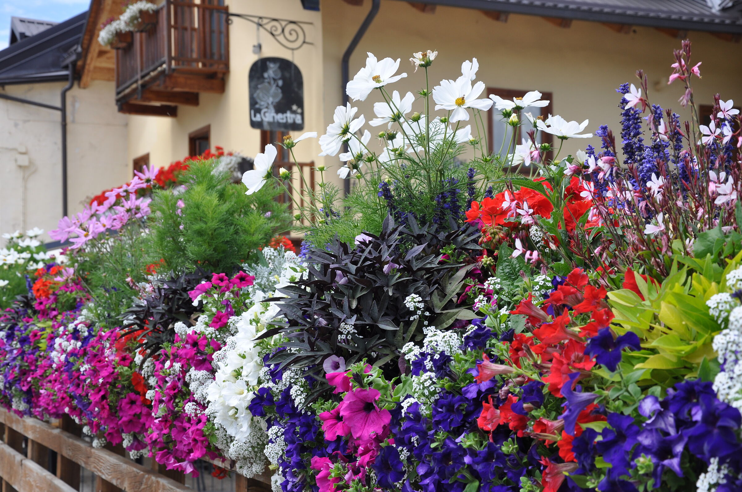 Cesana Torinese panorama