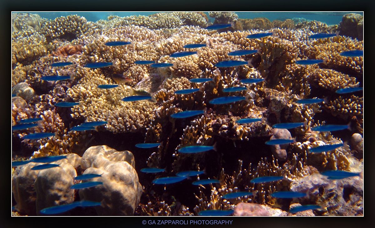 Red Sea - Ras Gamila